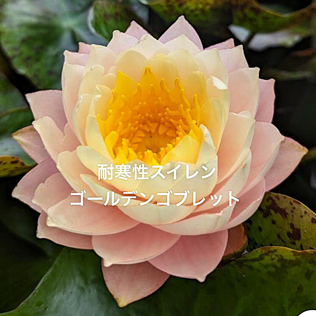 【開花サイズ】初出荷★耐寒性スイレン★休眠株★株分け苗★【ゴールデンゴブレット】サイズ(15cm前後) ・画像のスイレン●●※12:00までの注文で翌日お届け※●●