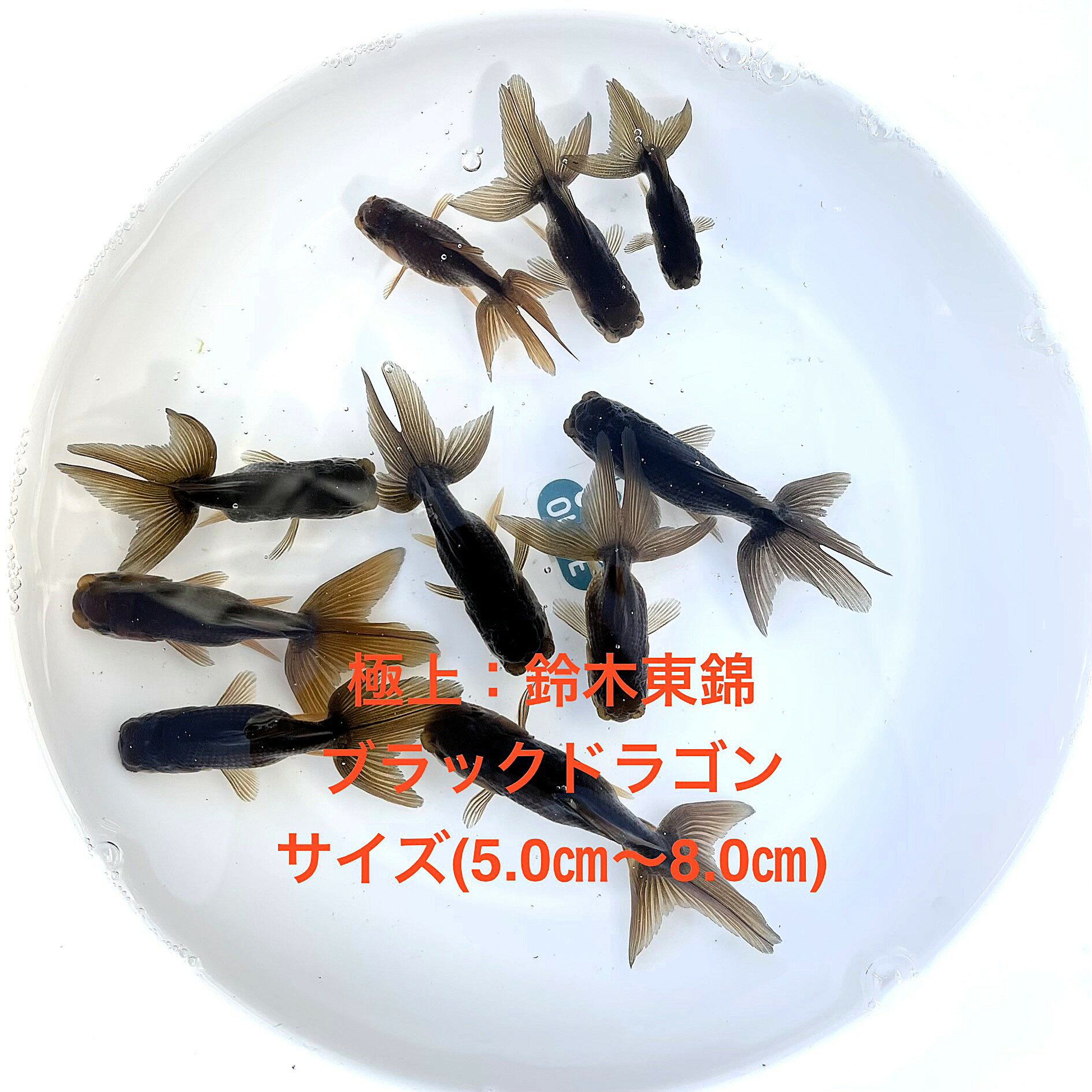 ��������ӥ֥�å������ס���в١��֥�å��ɥ饴������е����������ʪ�в١��ͤ���������������ͺ̵���̡��ڲ��������ꡧ5ɤ���åȡۥ�����(...