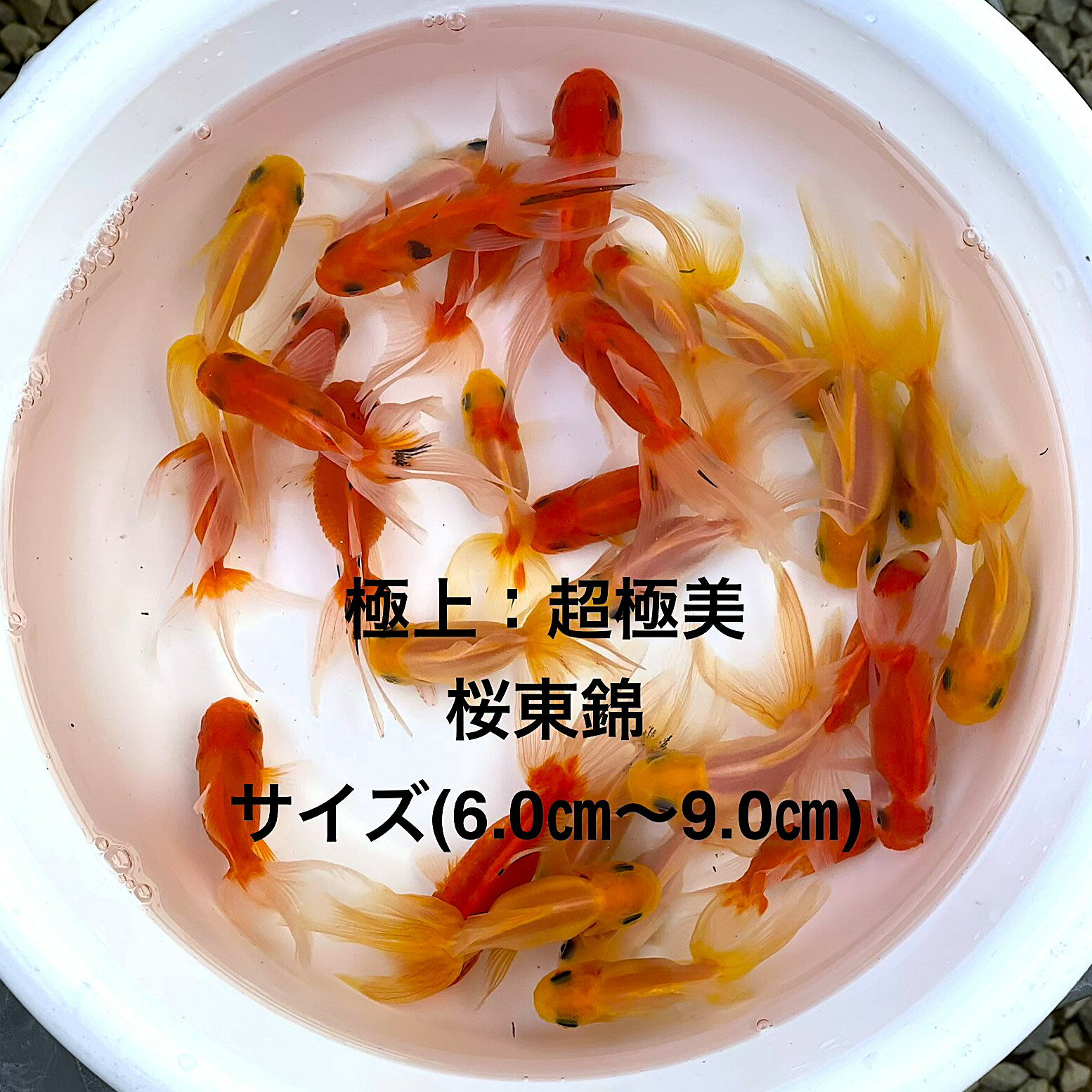 楽天市場】青東海錦の通販