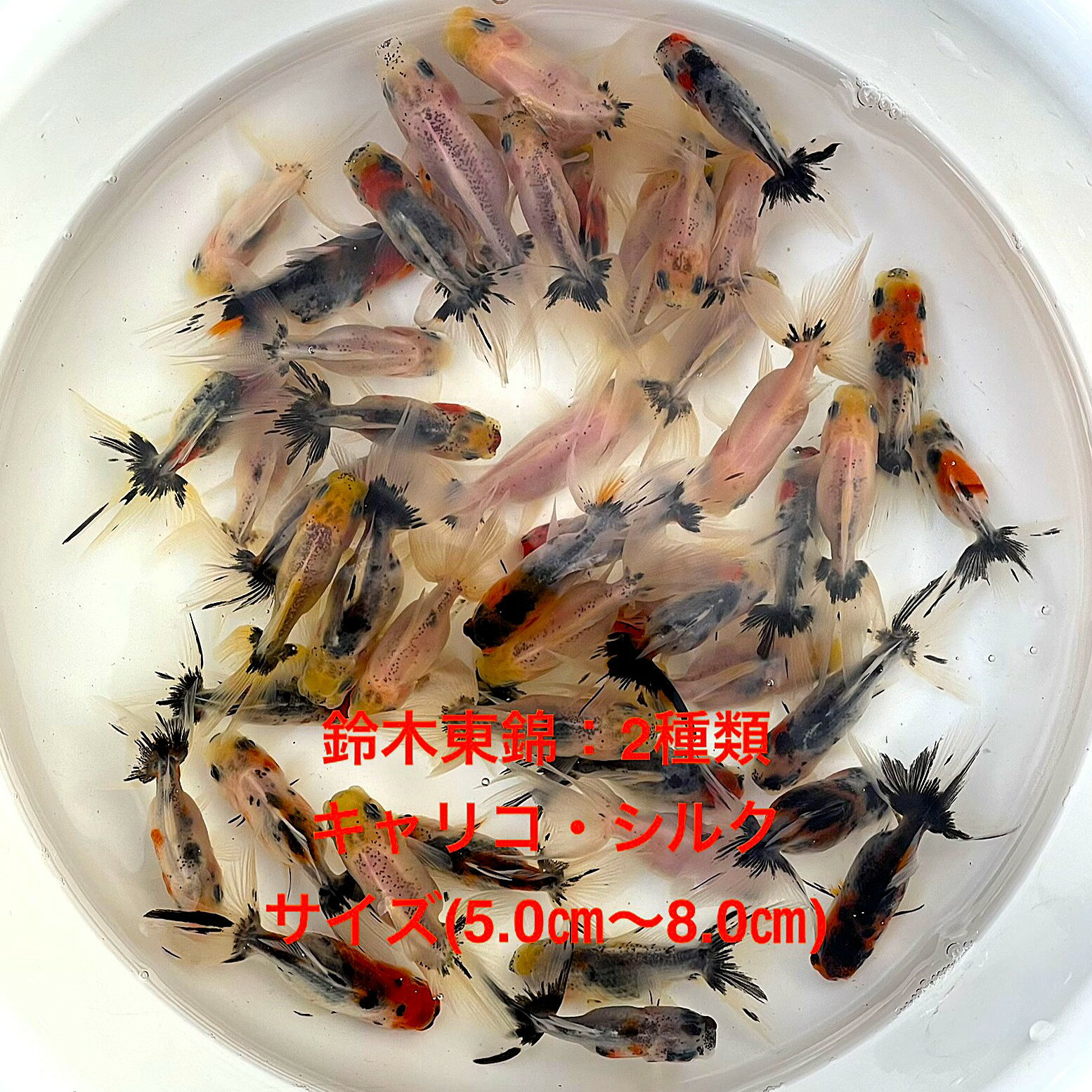 ●鈴木東錦2種類ミックス★初出荷★キャリコ・シルク★当歳魚★特撰●現物出荷★四つ尾・三つ尾★雌雄無選別★【..