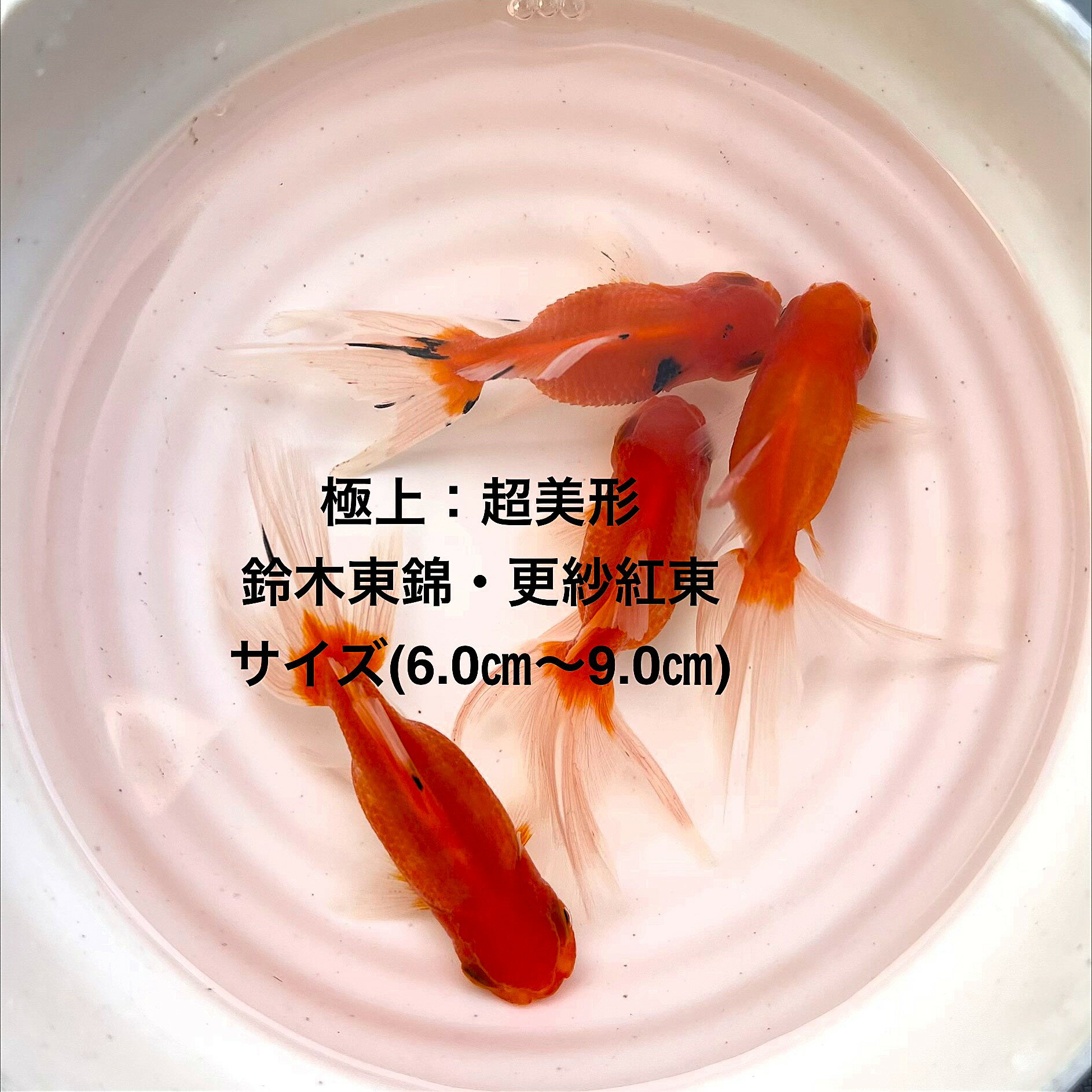 ※★桜東錦・超美形★新品種※初出荷●当歳魚●特撰●現物出荷★2歳魚★雌雄無選別★【画像の4匹セット・更紗紅東..