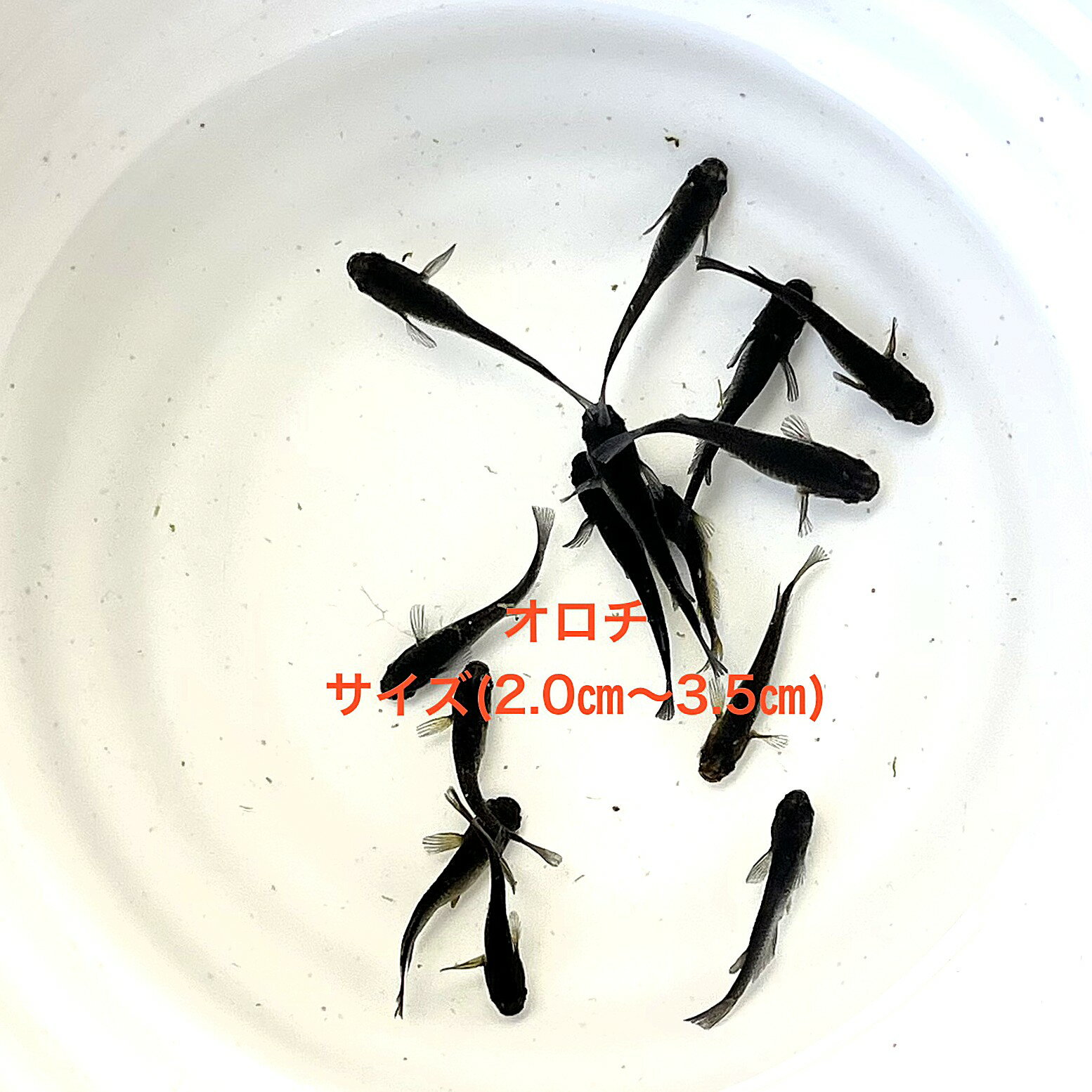 ●めだか●サービス価格★最新世代★極上個体★ブラック系★種親クラス★雌雄無選別★ランダム★【オロチ】10匹..