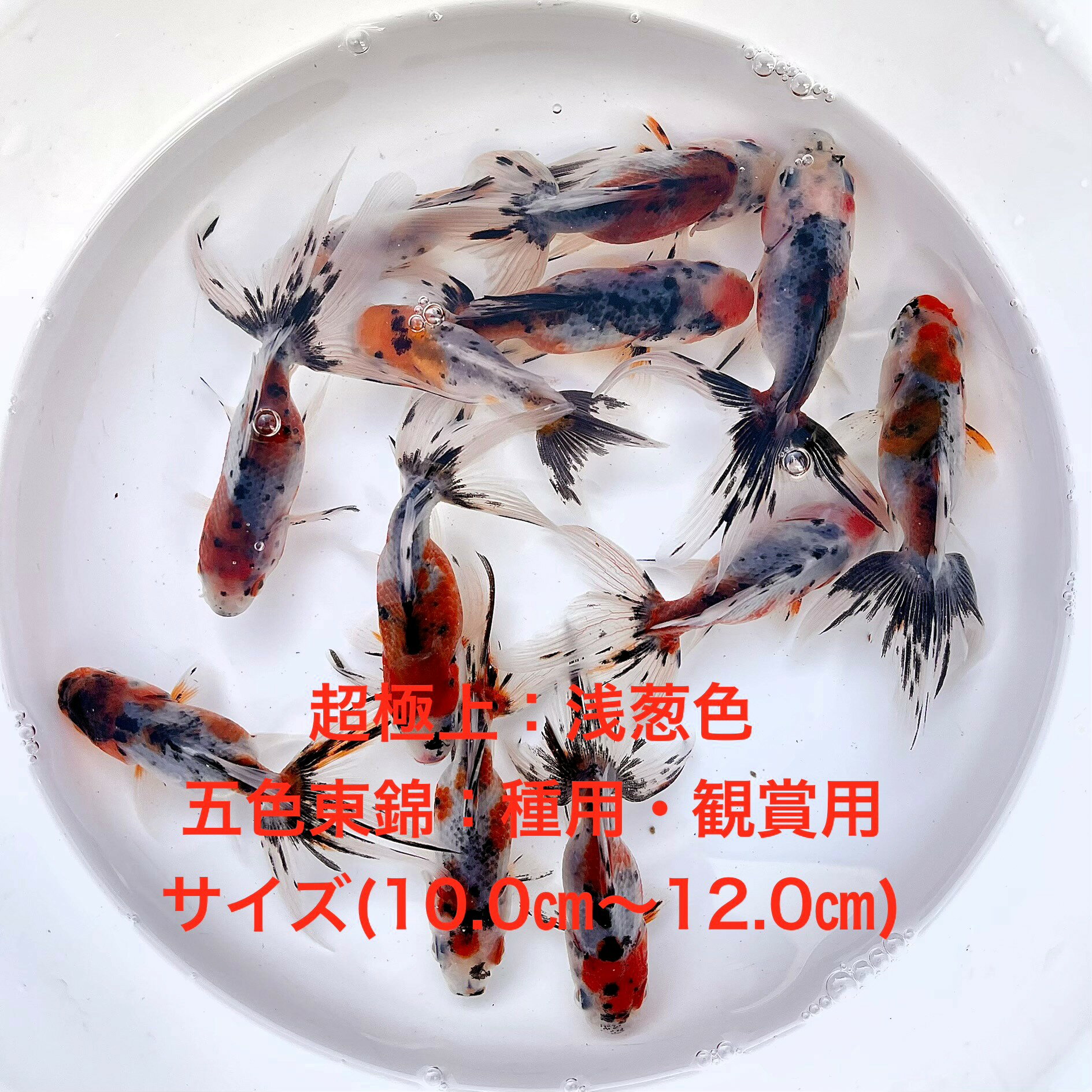 ★※超極上※★五色東錦★種用：観賞用★初出荷★五色系★当歳魚★特撰●現物出荷★四つ尾・三つ尾★雌雄無選別★【画像の中より：3匹セット】サイズ(10.0m～12.0cm) ・在庫がなくなり次第終了致します。●※スマホでご覧の方は画像左下の動画...