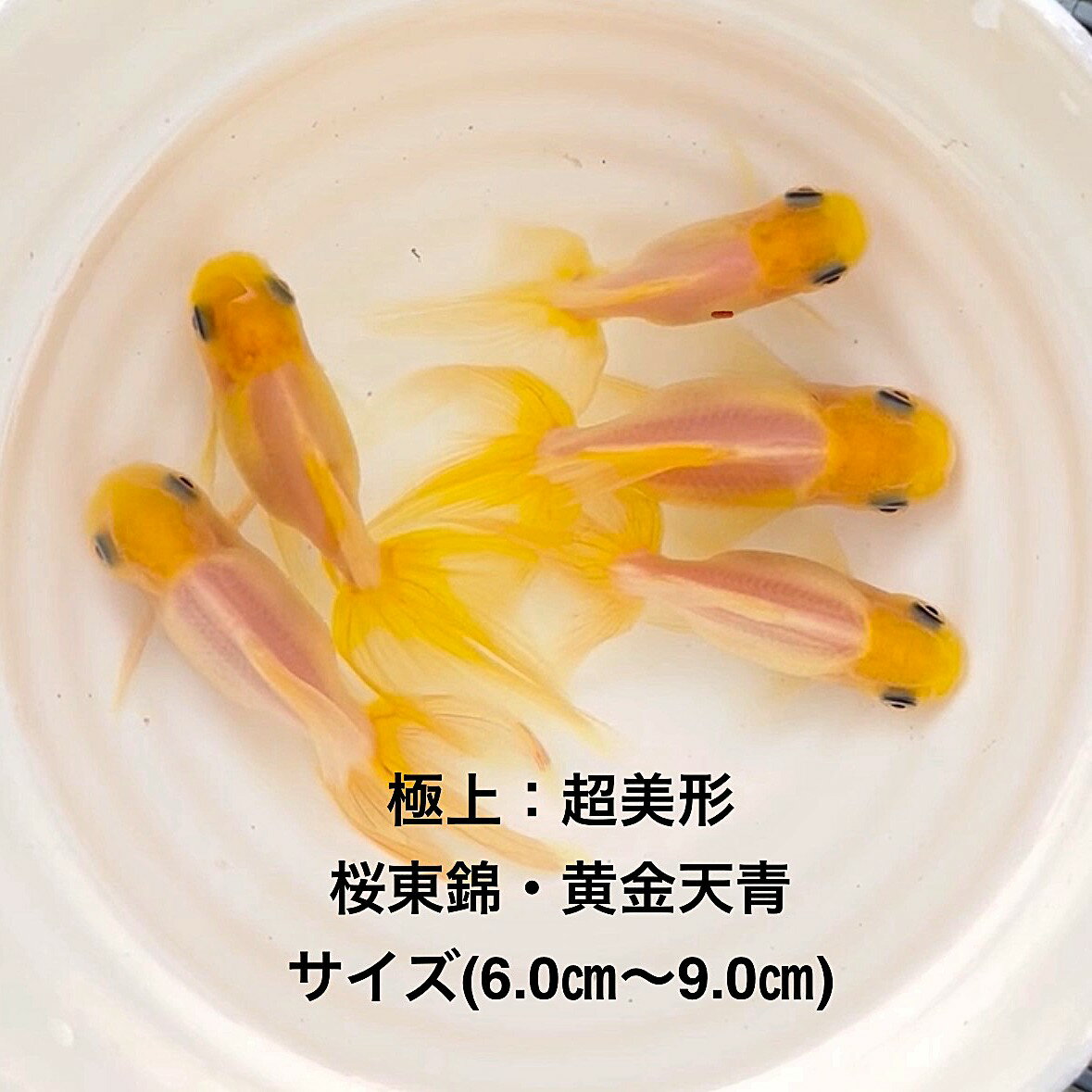 ※★桜東錦・超美形★新品種※初出荷●当歳魚●特撰●現物出荷★2歳魚★雌雄無選別★★【画像の5匹セット・黄金天青】サイズ(6.0m～9.0cm) ●●※12:00までの注文で翌日お届け※●●