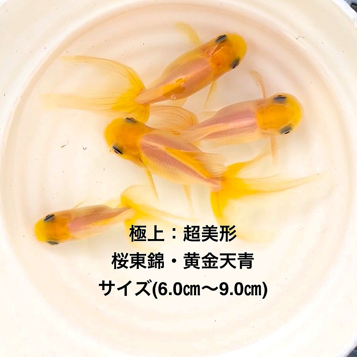 ��������ӡ�Ķ���������ʼ��в١����е����������ʪ�в١�2�е�����ͺ̵���̡����ڲ�����4ɤ���åȡ�����ŷ�ġۥ�����(6.0m��9.0cm) ������12:00...