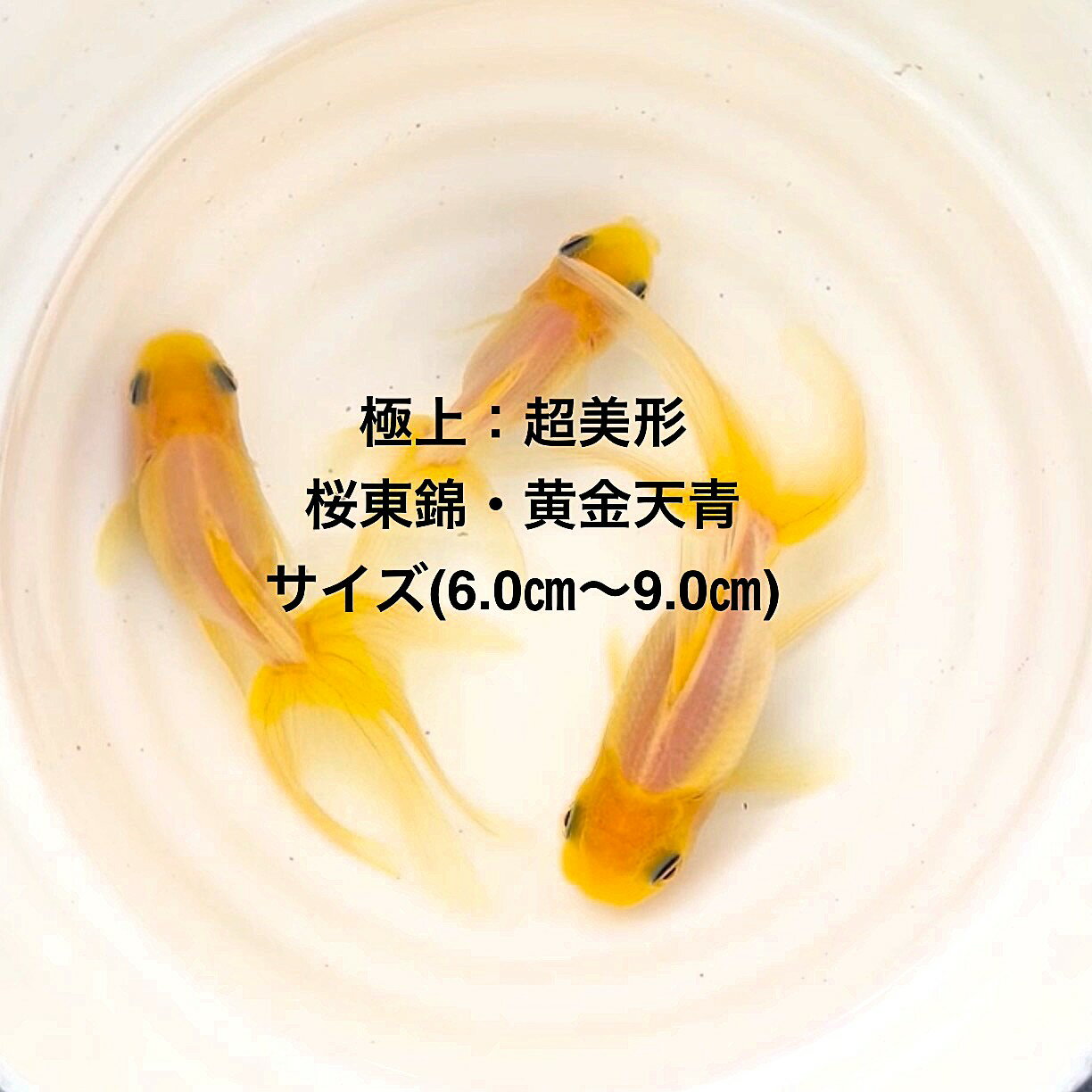 ※★桜東錦・超美形★新品種※初出荷●当歳魚●特撰●現物出荷★2歳魚★雌雄無選別★★【画像の3匹セット・黄金天青】サイズ(6.0m～9.0cm) ●●※12:00...