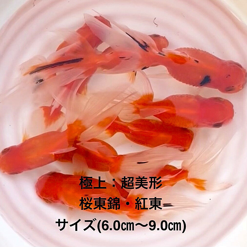 ��������ӡ�Ķ���������ʼ��в١����е����������ʪ�в١�2�е�����ͺ̵���̡��ڲ�����10ɤ���åȡ�����ۥ�����(6.0m��9.0cm) ������12:00�ޤ�...