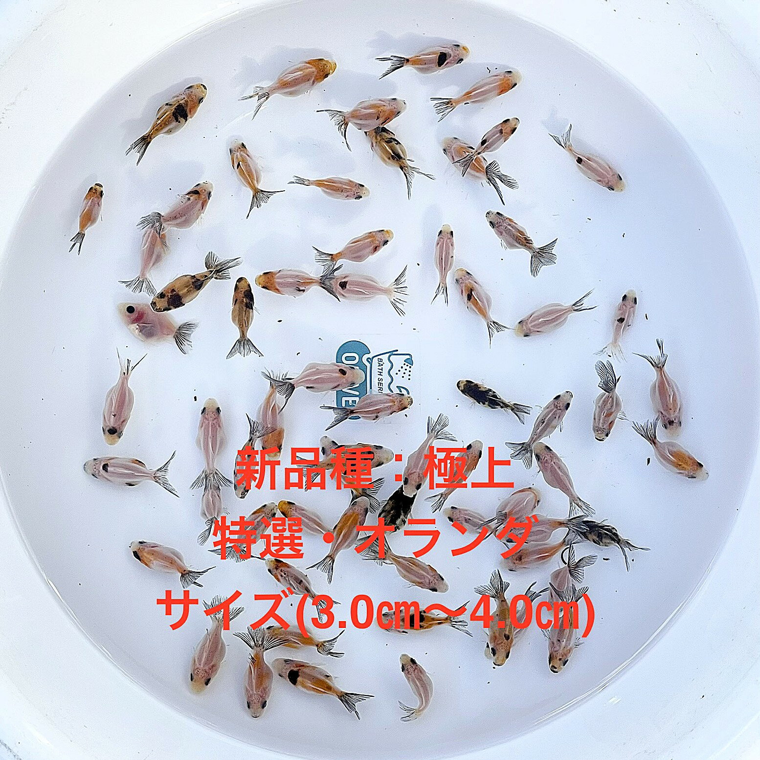 ●※初出荷※●新品種★オランダ★現物出荷★ランダム★幼魚★【画像の中から：10匹セット】サイズ(3.0cm～4.0cm)　●●※12:00までの注文で翌日お届け...
