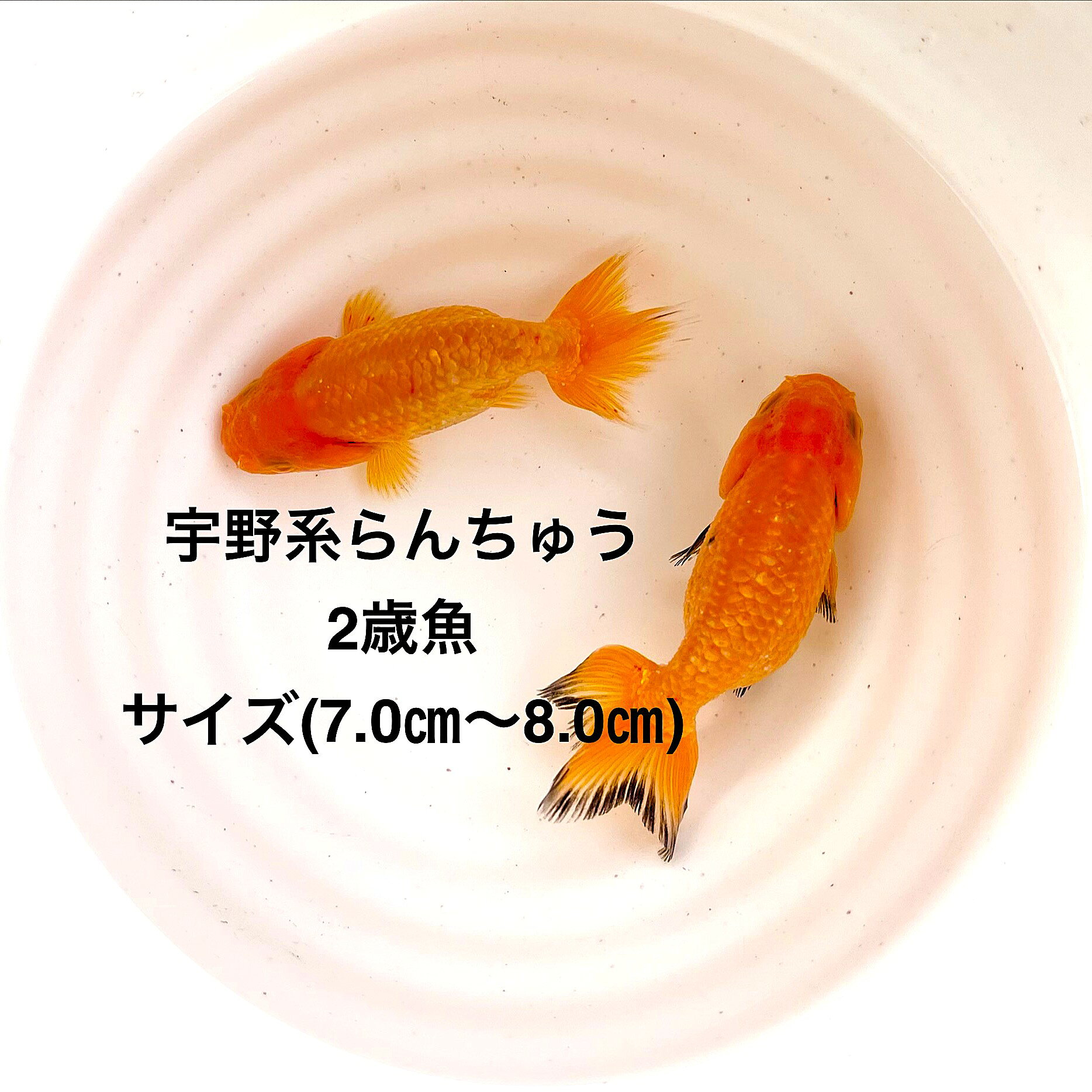 ����в١�����Ϥ����夦��2�е���������������ʪ�в١��ե󥿥�ϡ�4��������ͺ̵���̡��ڲ�����2ɤ���åȡۥ�����(7.0cm��8.0cm)��������12:00...