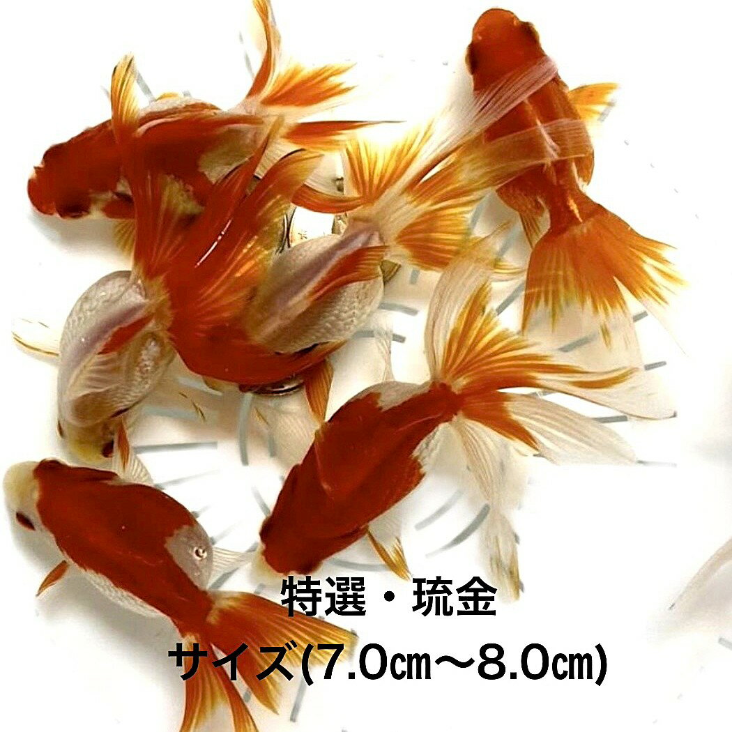 ★初出荷★琉金★2歳魚★現物出荷★雌雄無選別★優良個体★【画像の中より：3匹セット】サイズ(7.0cm～8.0cm) ●※12:00までの注文で翌日お届け※●●