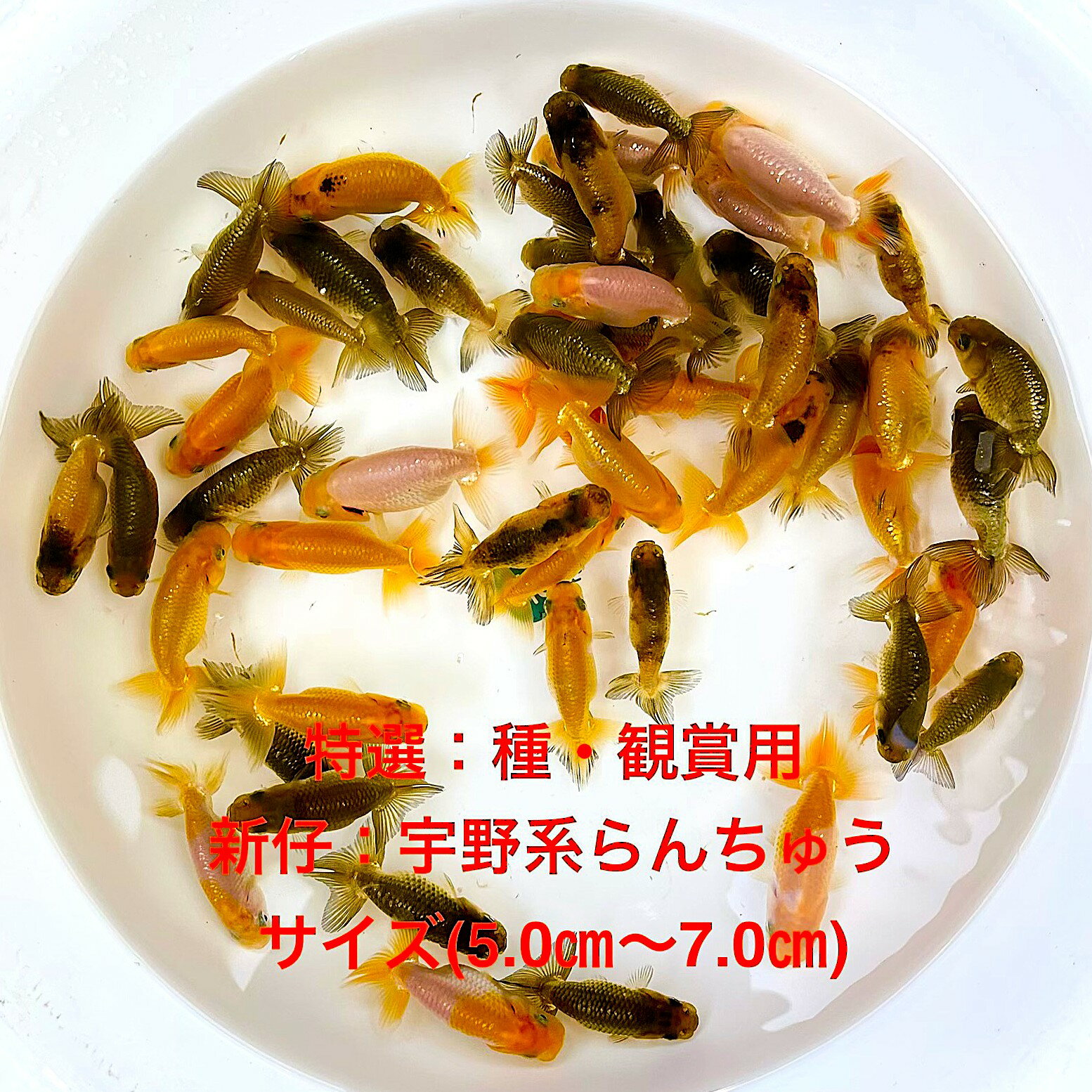 �����񡧱���Ϥ����夦����Ѿ��ѡ�����������������2�е�����ʪ�в١��þ��4�������ڲ���������50ɤ���åȡ��ۥ�����(5.0cm��7.0cm)������...