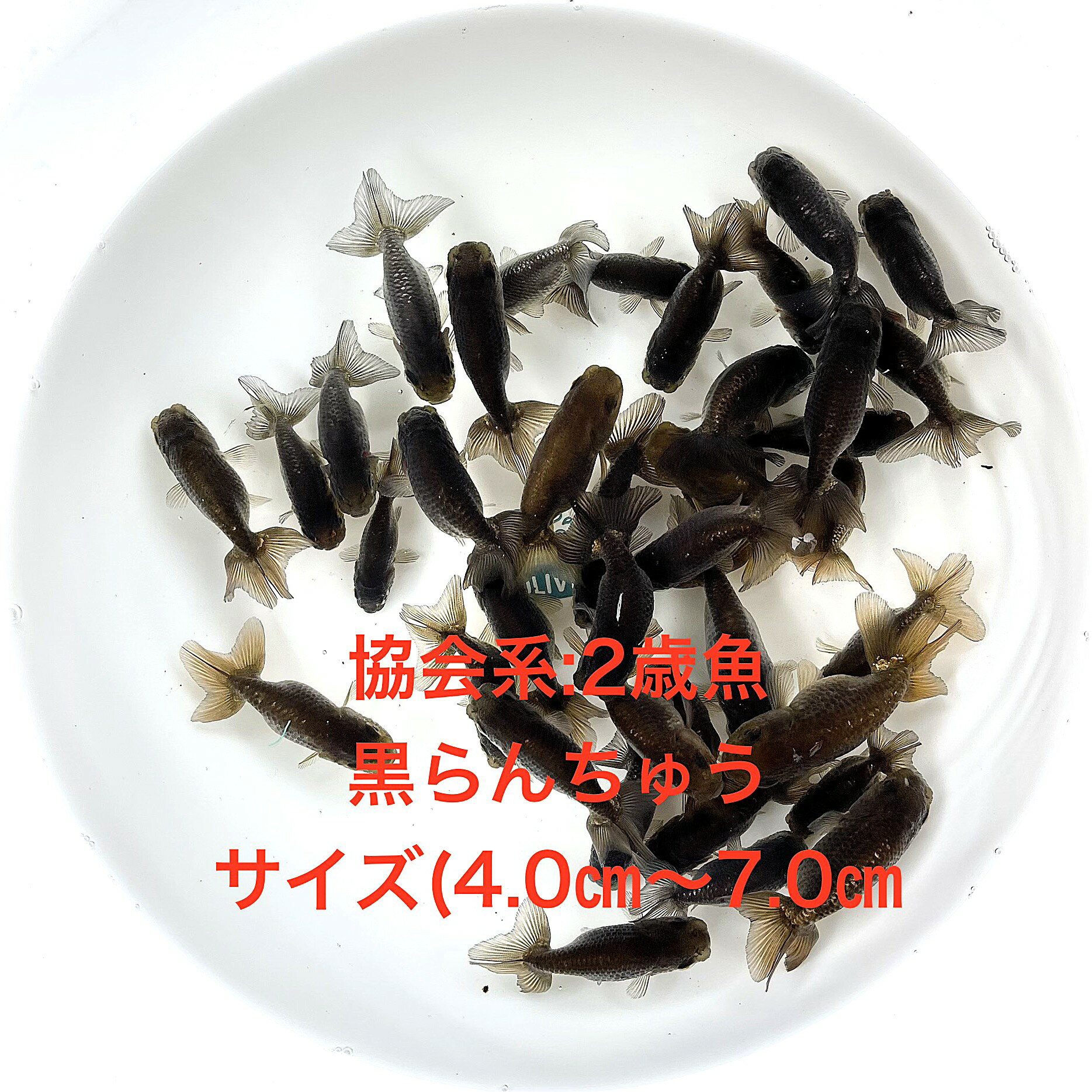 �����������夦��������ϡ���в١���2�е�����ʪ�в١���������ڲ������椫�顧30ɤ���åȡۥ�����(4.0cm��7.0cm) ������12:00�ޤǤ���ʸ����...