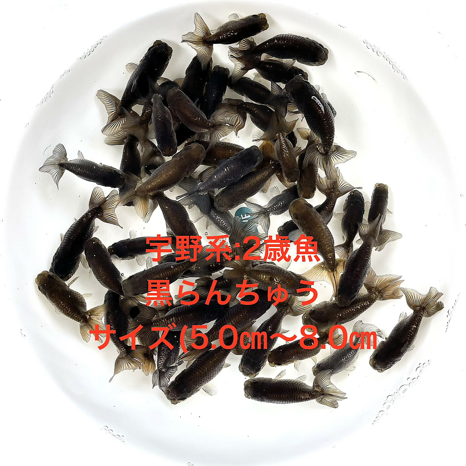 �����������夦��������ϡ���в١���2�е�����ʪ�в١���������ڲ������椫�顧30ɤ���åȡۥ�����(5.0cm��8.0cm) ������12:00�ޤǤ���ʸ����...