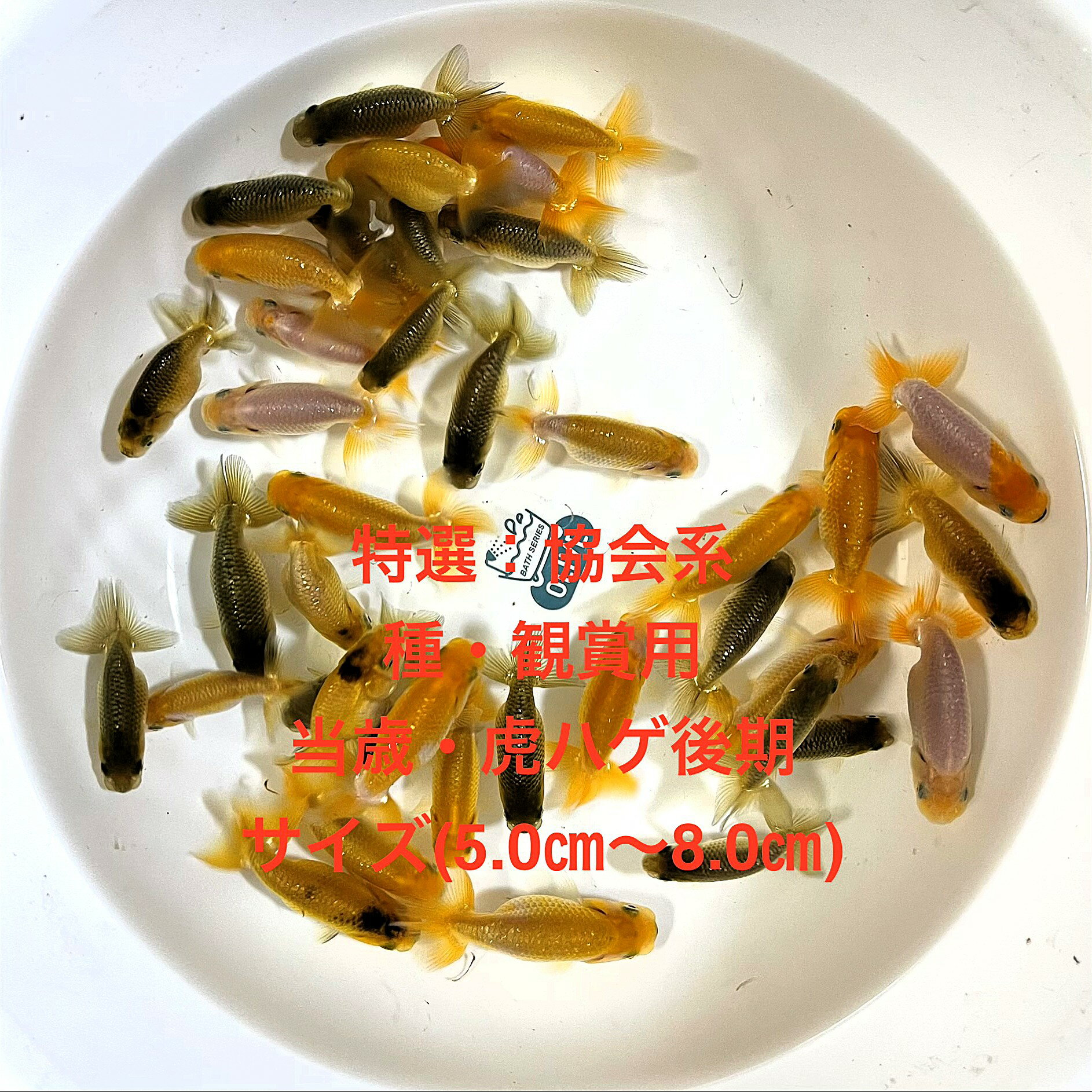 �����񡧶���Ϥ����夦����Ѿ��ѡ��ץϥ�������������2�е�����ʪ�в١��þ��4�������ڲ���������30ɤ���åȡۥ�����(5.0cm��8.0cm)��������...