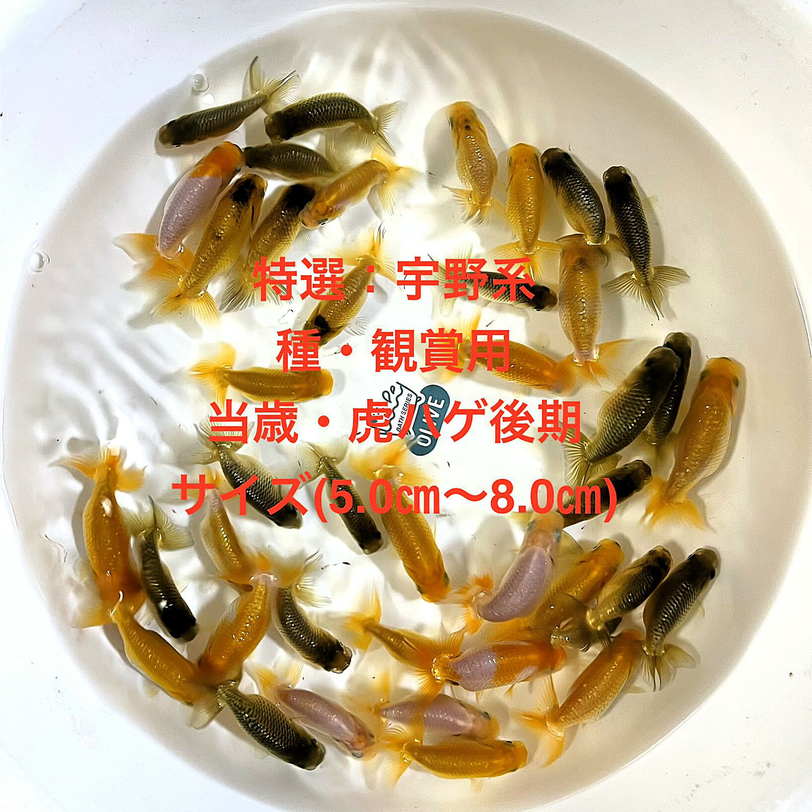 �����񡧱���Ϥ����夦����Ѿ��ѡ��ץϥ�������������2�е�����ʪ�в١��þ��4�������ڲ���������30ɤ���åȡۥ�����(5.0cm��8.0cm)��������...