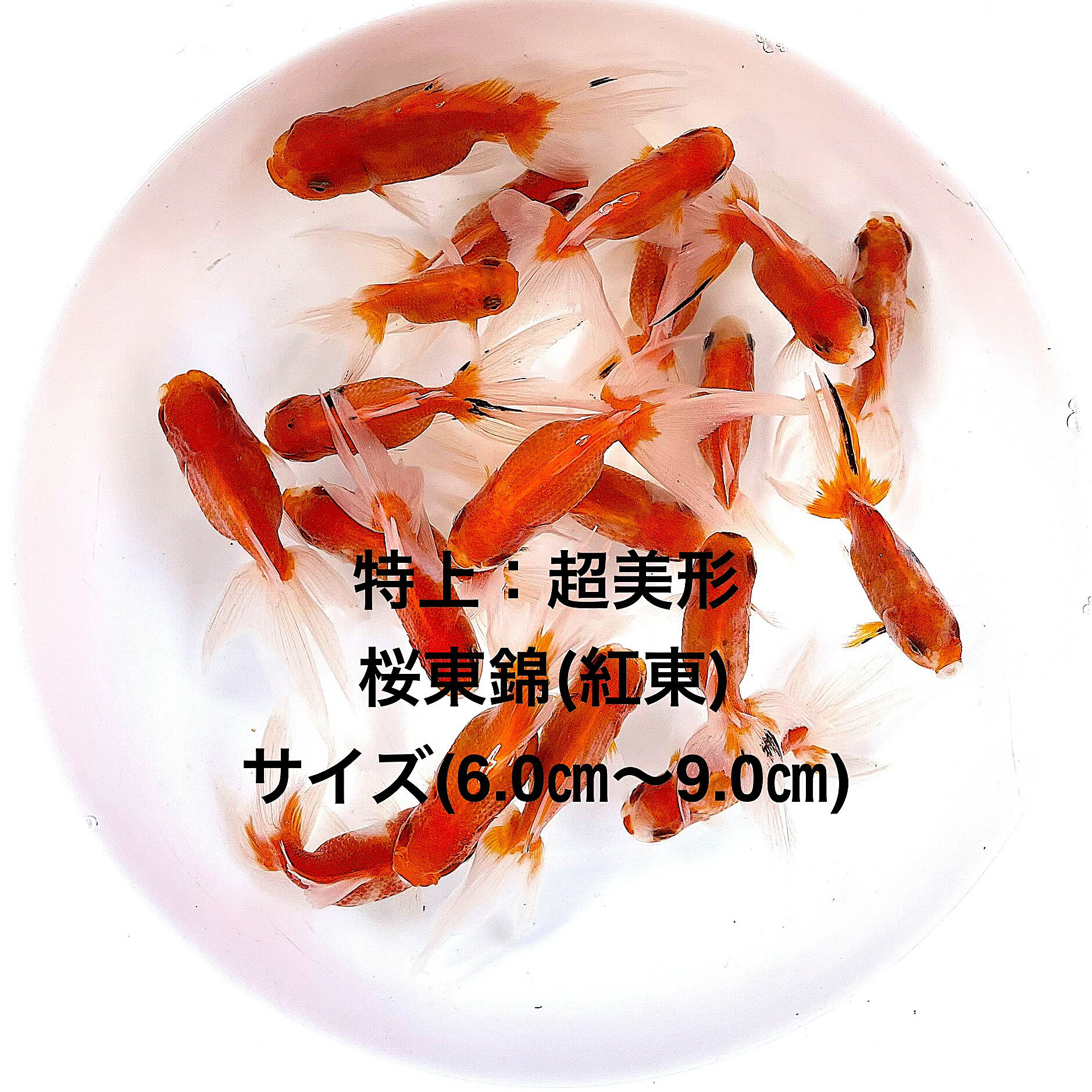 ��������ӡ�Ķ���������ʼ��в١����е����������ʪ�в١�2�е�����ͺ̵���̡��ڲ������椫��7ɤ���åȡ�����ۥ�����(6.0m��9.0cm) ������12:00...