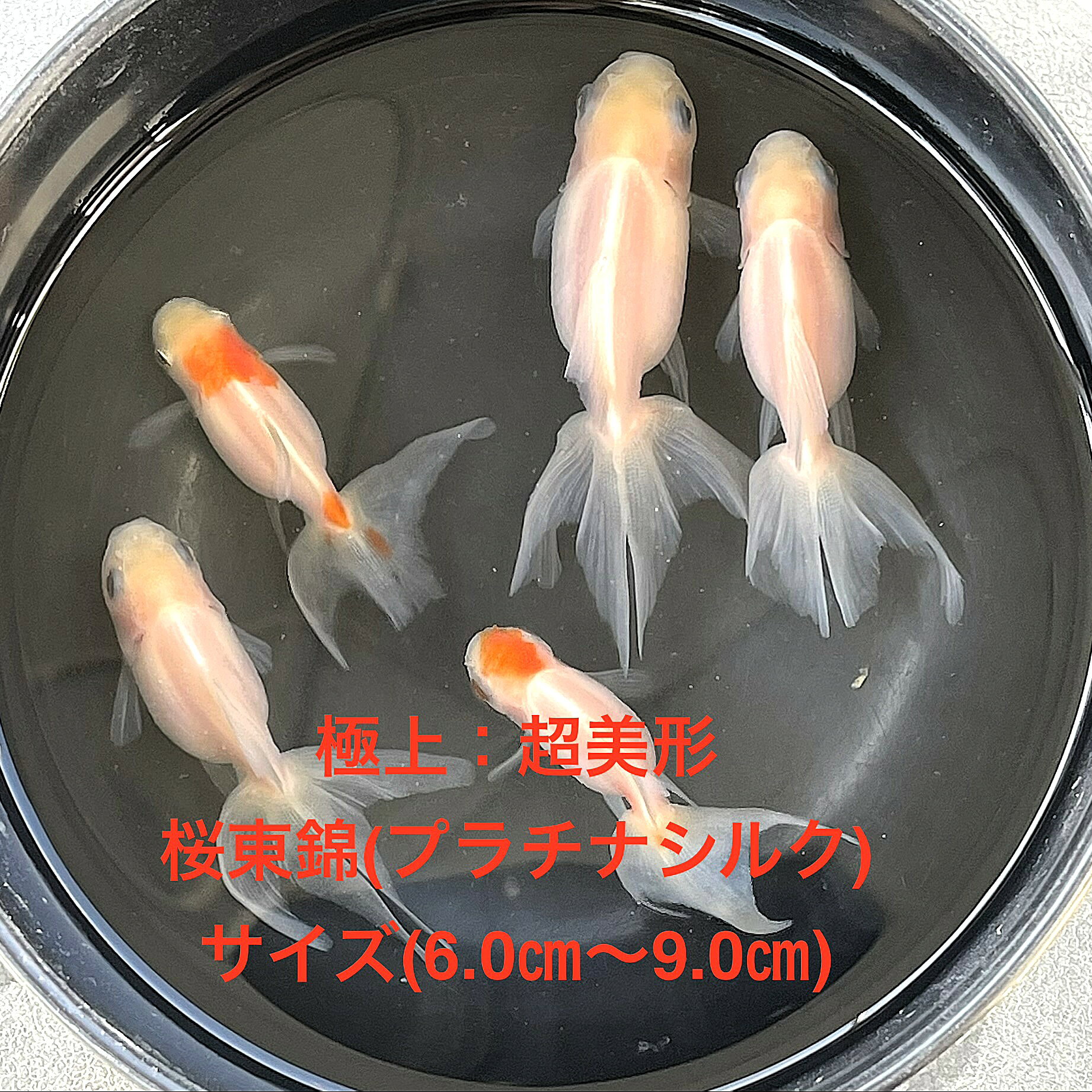 ������в٢�������ӡ�Ķ���������ʼ�ץ���ʥ��륯�����е����������ʪ�в١�2�е�����ͺ̵���̡����ڲ�����5ɤ���åȡ��ץ���ʥ��륯�ۥ�����(6.0m��9.0c...