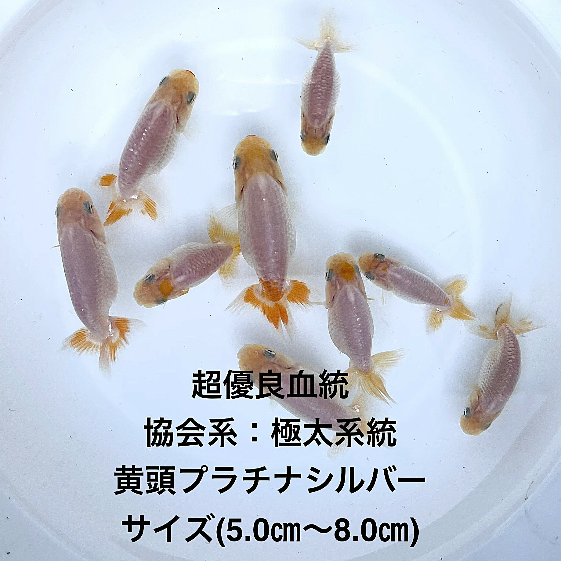 ����в١�����Ϥ����夦�����е�����Ƭ�ץ���ʥ���С�������������������������ʪ�в١��ե󥿥�ϡ�4��������ͺ̵���̡��ڲ������椫��4ɤ���åȡۥ�����(5....