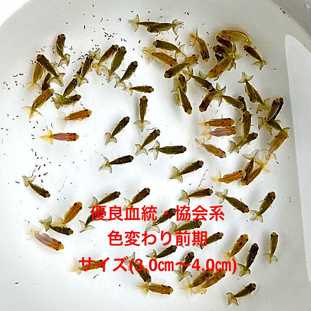 ����в٢�����Ϥ����夦��Ķͥ�ɷ��������Ѥ��������������������ʪ�в١�����������е����ڲ������椫�顧15ɤ���åȡۥ�����(3.0cm��4.5cm) ����...