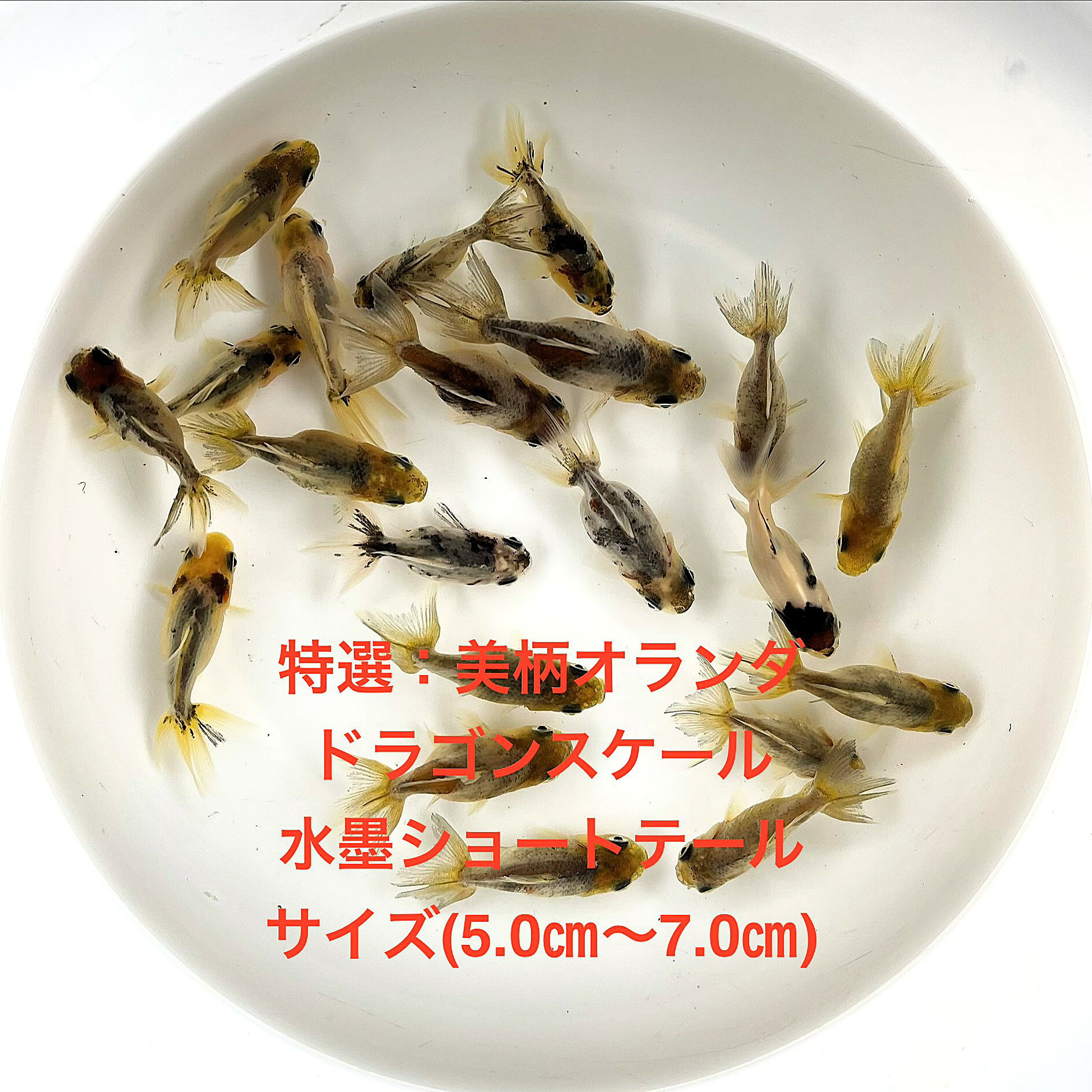 ������в٢����ɥ饴�󥹥�������ϥ��������������硼�ȥơ�������е����������ʪ�в١���ͺ̵���̡��ڲ��������ꡧ8ɤ���åȡۥ�����(5.0m��7.0cm) ...