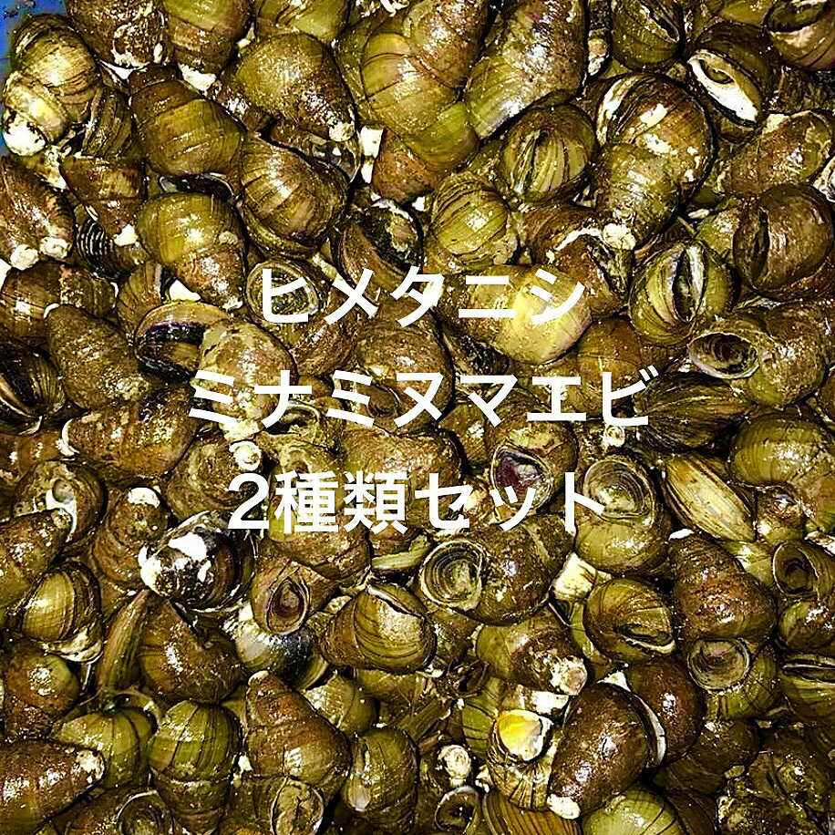 ★※2種類セット※★初出荷★ヒメタ...