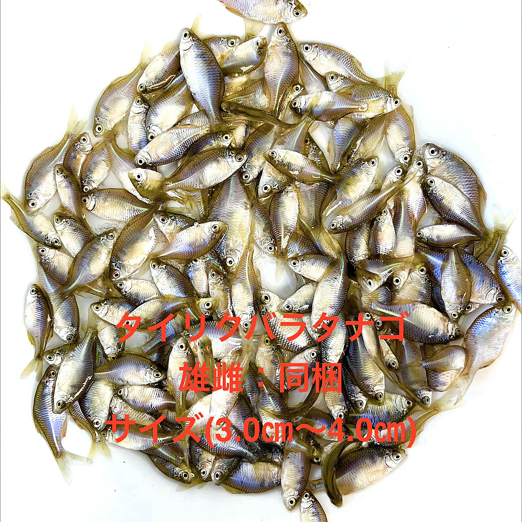 ��2���ॻ�åȢ���в٢��������ꥯ�Х饿�ʥ����������������������ʪ�в١��ڥ��ʥ���30ɤ����������10�ġۡ�����12:00�ޤǤ���ʸ���������Ϥ�������