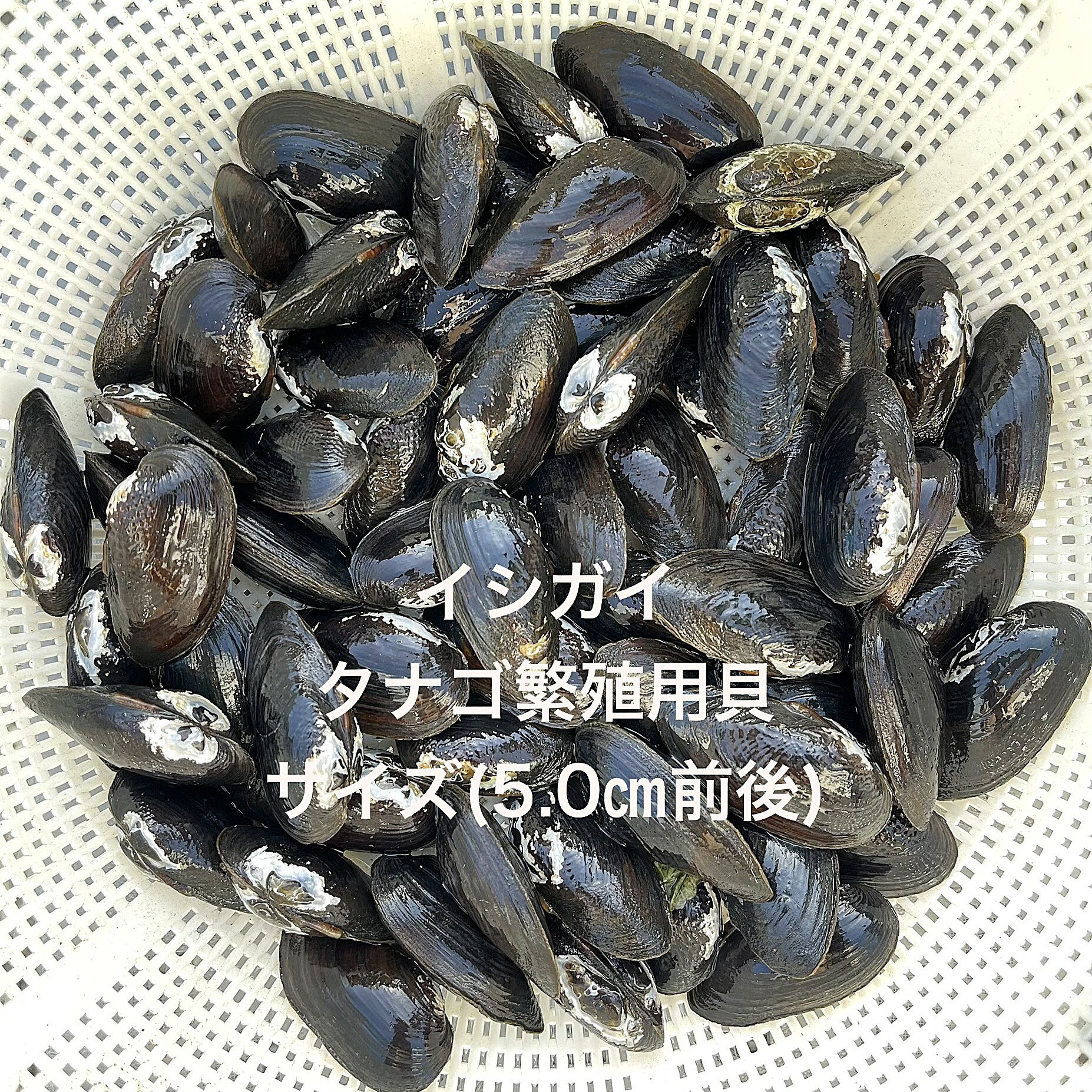 ★※初出荷※★イシガイ★タナゴ繫殖用貝★ランダム★現物出荷★【10個セット】サイズ(5.0cm前後)・●●※12:00までの注文で翌日お届け※●●