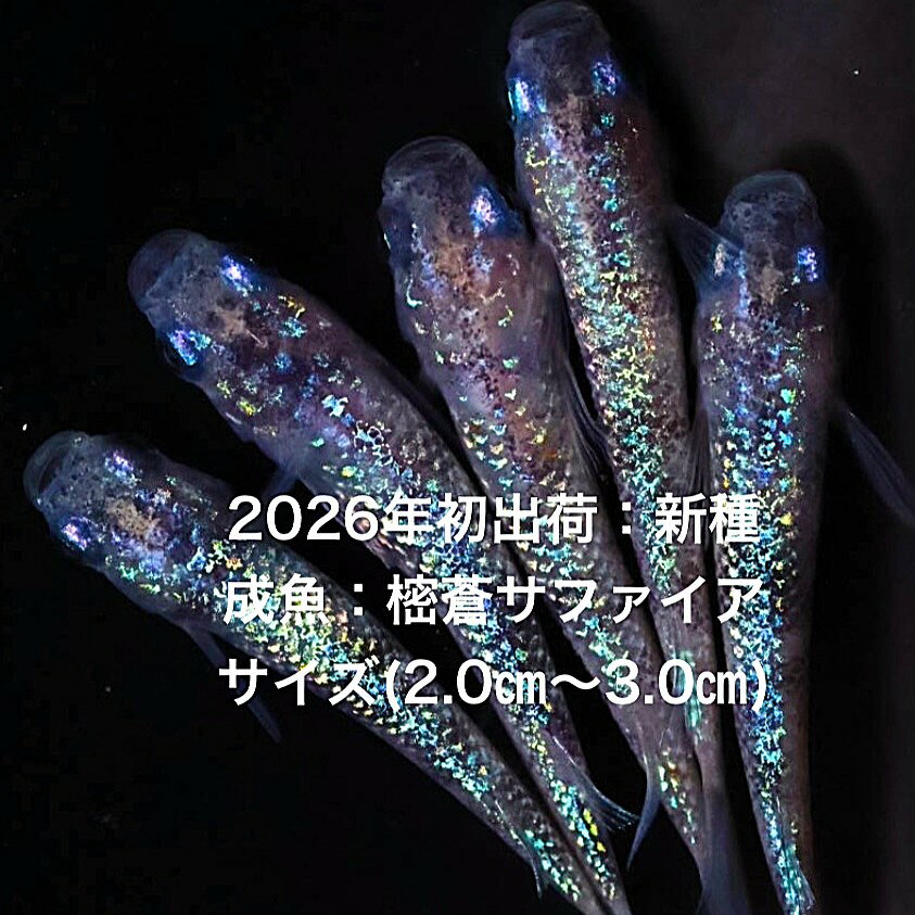 ●※めだか2026年初出荷※●新種●最新世代★極上固体★ブルー系★種親クラス★新種★【樒蒼サファイア：5ペアセット】サイズML(2.0cm～3.0cm）●●※12:00までの注文で翌日お届け※●●