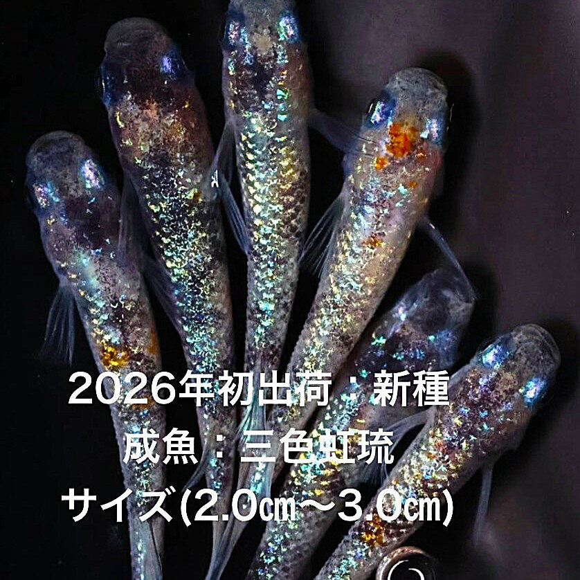 ���������2026ǯ��в٢���������ǿ�������˾���Ρ��֥롼�ϡ���ƥ��饹��������ڻ�����ΰ��3�ڥ����åȡۥ�����ML(2.0cm��3.0cm�ˡ�����12:0...