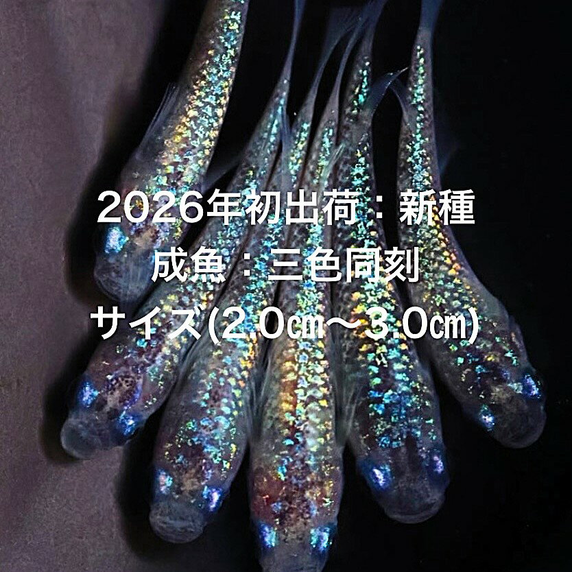 ���������2026ǯ��в٢���������ǿ�������˾���Ρ��֥롼�ϡ���ƥ��饹��������ڻ���Ʊ�3�ڥ����åȡۥ�����ML(2,0cm��3,0cm)��������12:...