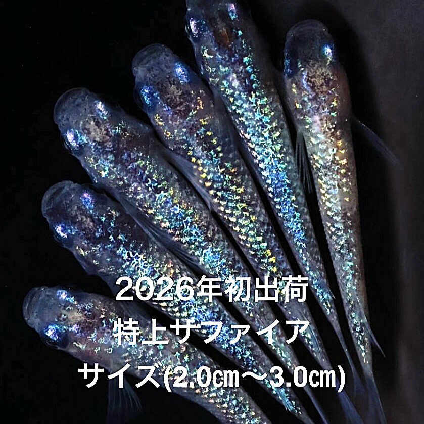 ���������2026ǯ��в٢����ǿ�������˾���Ρ��֥롼�ϡ���ƥ��饹���þ���ڥ��ե�������3�ڥ����åȡۥ�����ML(2.0cm��3.0cm�ˡ�����12:00��...