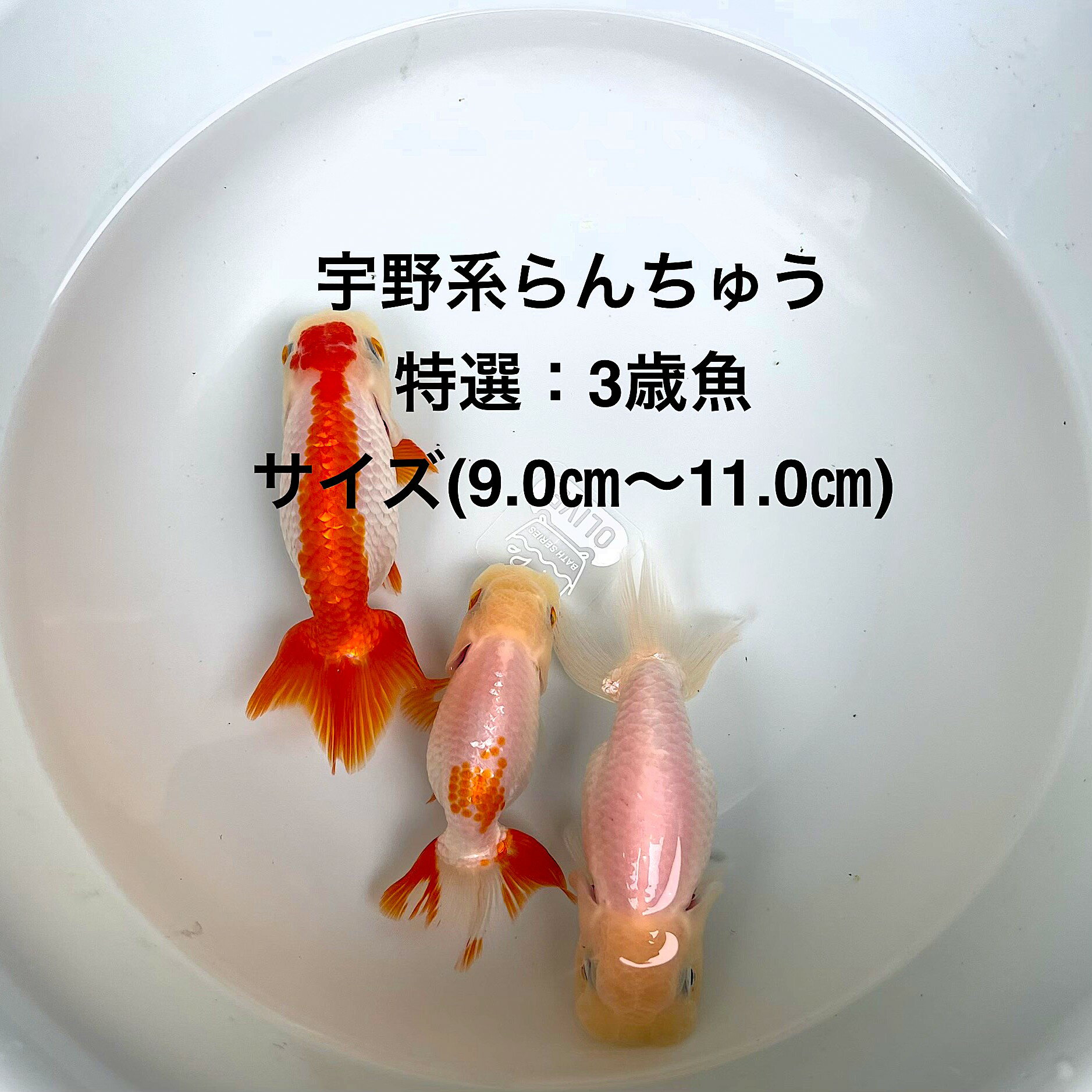 ����в١�����Ϥ����夦�����������ӡ�3�е���������������ʪ�в١��ե󥿥�ϡ�4��������ͺ̵���̡��ڲ�����3ɤ���åȡۥ�����(9.0cm��11.0cm)����...