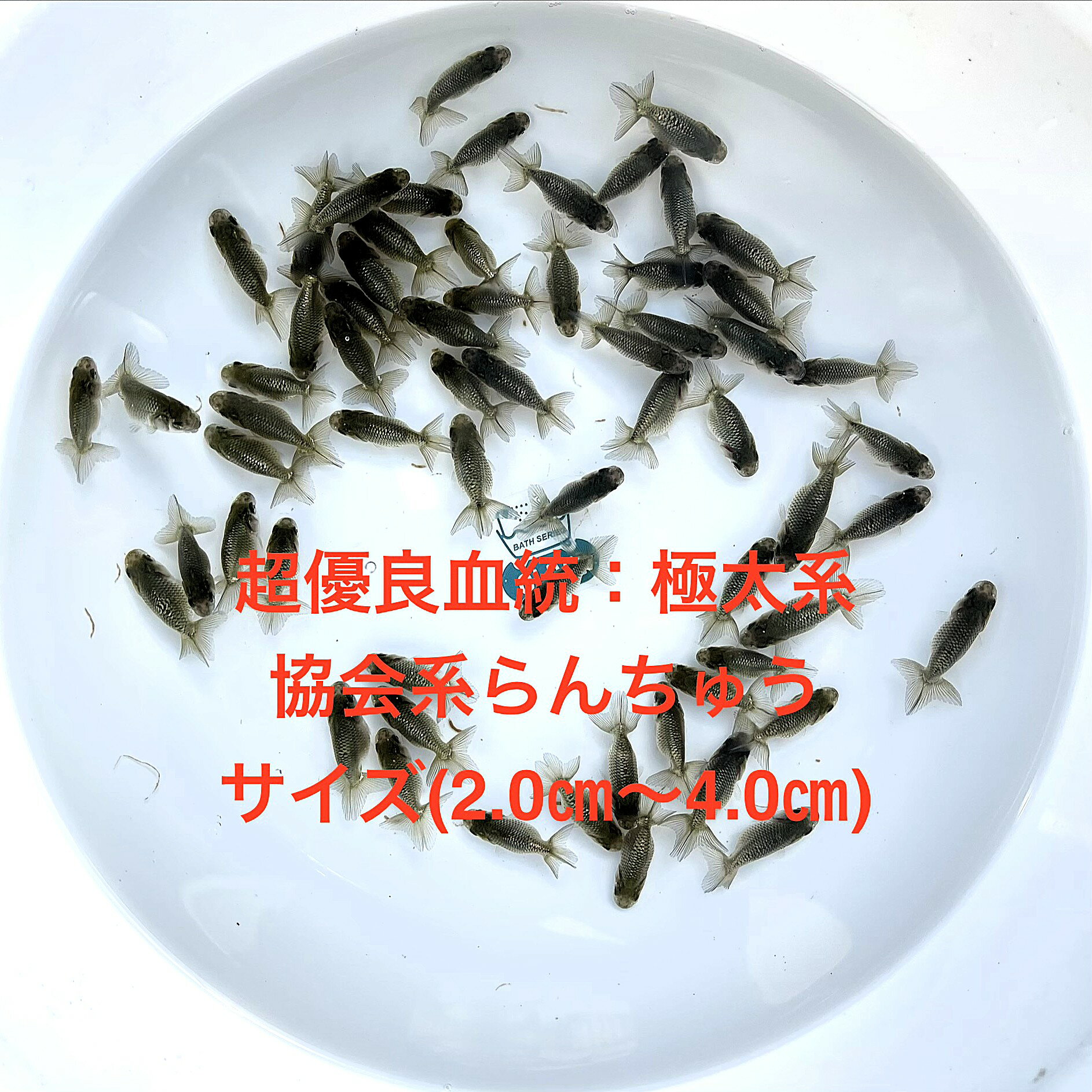 ��������Ϥ����夦��Ķͥ�ɷ��������ƽ�в١������ϡ���ʪ�в١�����������е����ڲ������椫�顧10ɤ���åȡۥ�����(2.0cm��3.0cm) ������12:0...