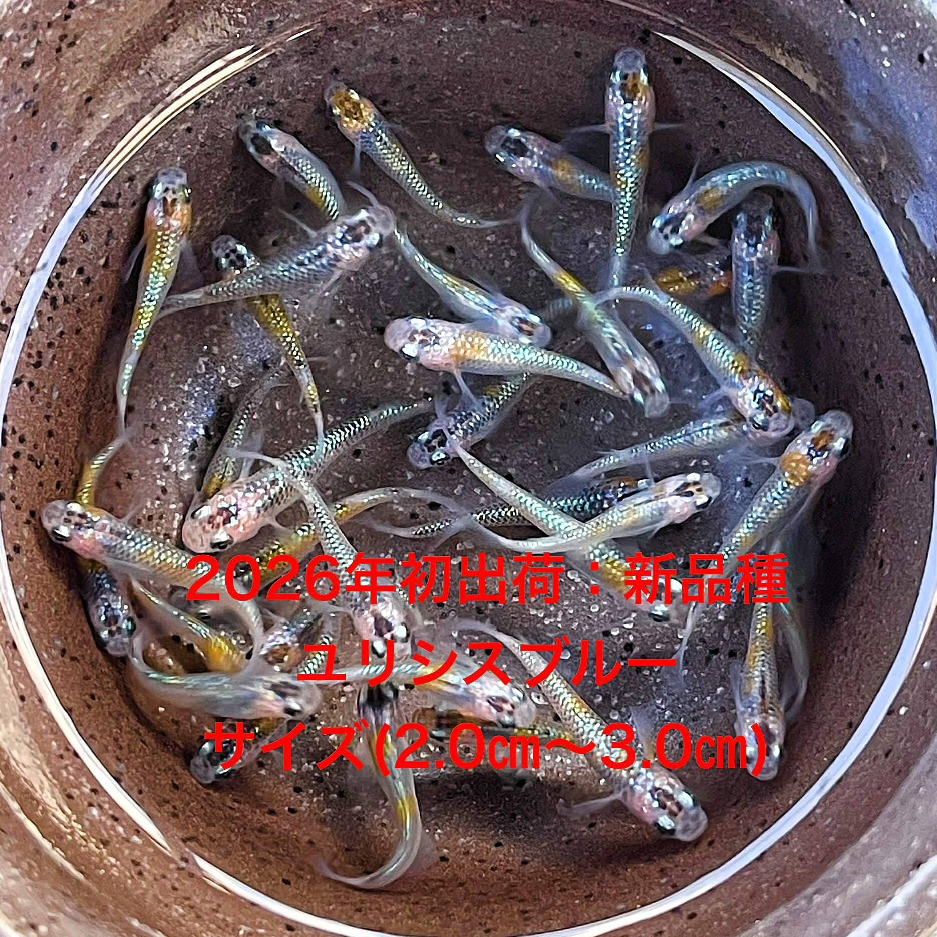 樂天商城 - ●※めだか2026年初出荷※●最新世代★極上固体★ブルー系★種親クラス★新品種★【ユリシスブルー：5ペアセット】サイズ(2.0cm～3.0cm）●●※12:00までの注文で翌日お届け※●●