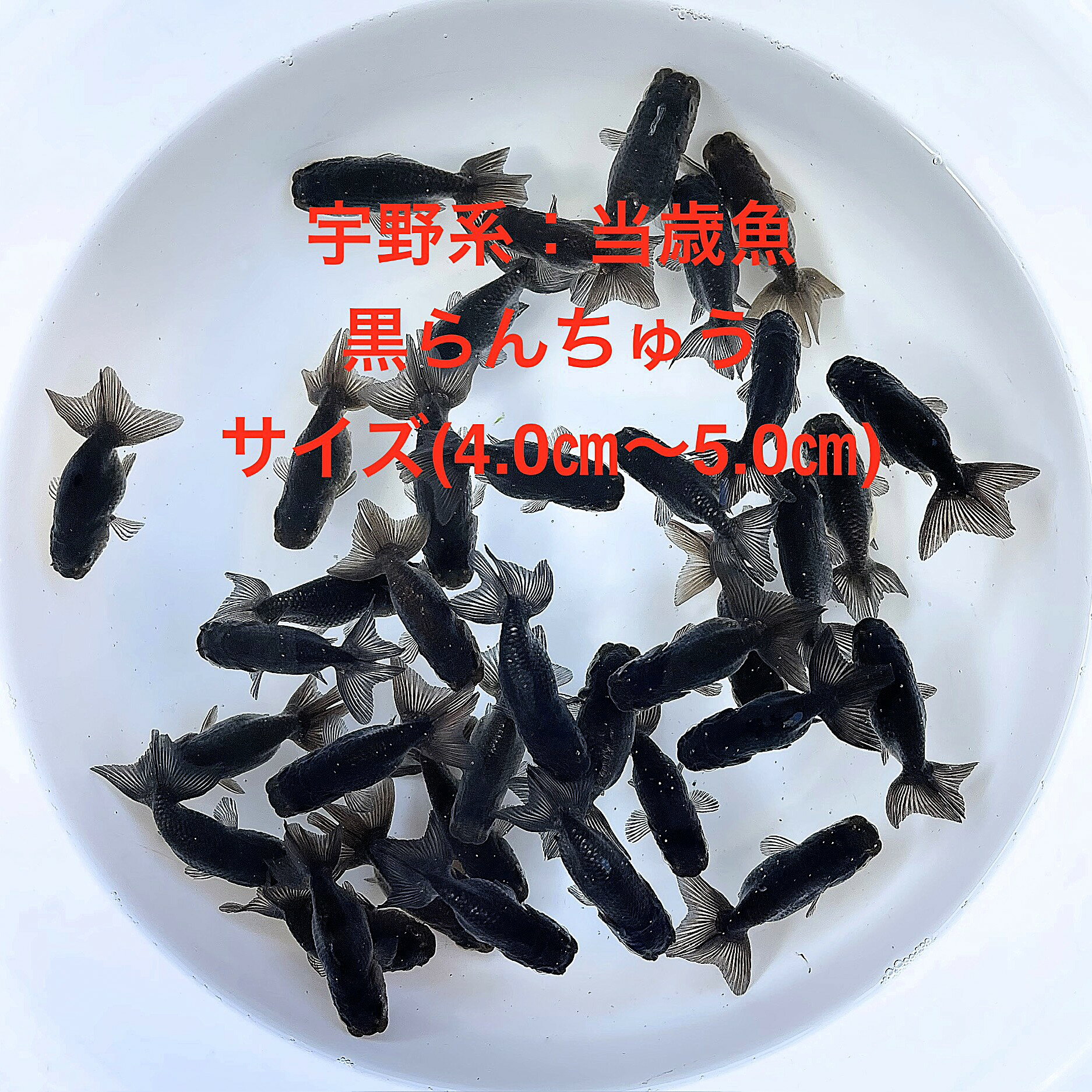 ������в٢����������夦������ϡ����е�����ʪ�в١���������ڲ������椫�顧5ɤ���åȡۥ�����(4.0cm��5.0cm) ������12:00�ޤǤ���ʸ��������...