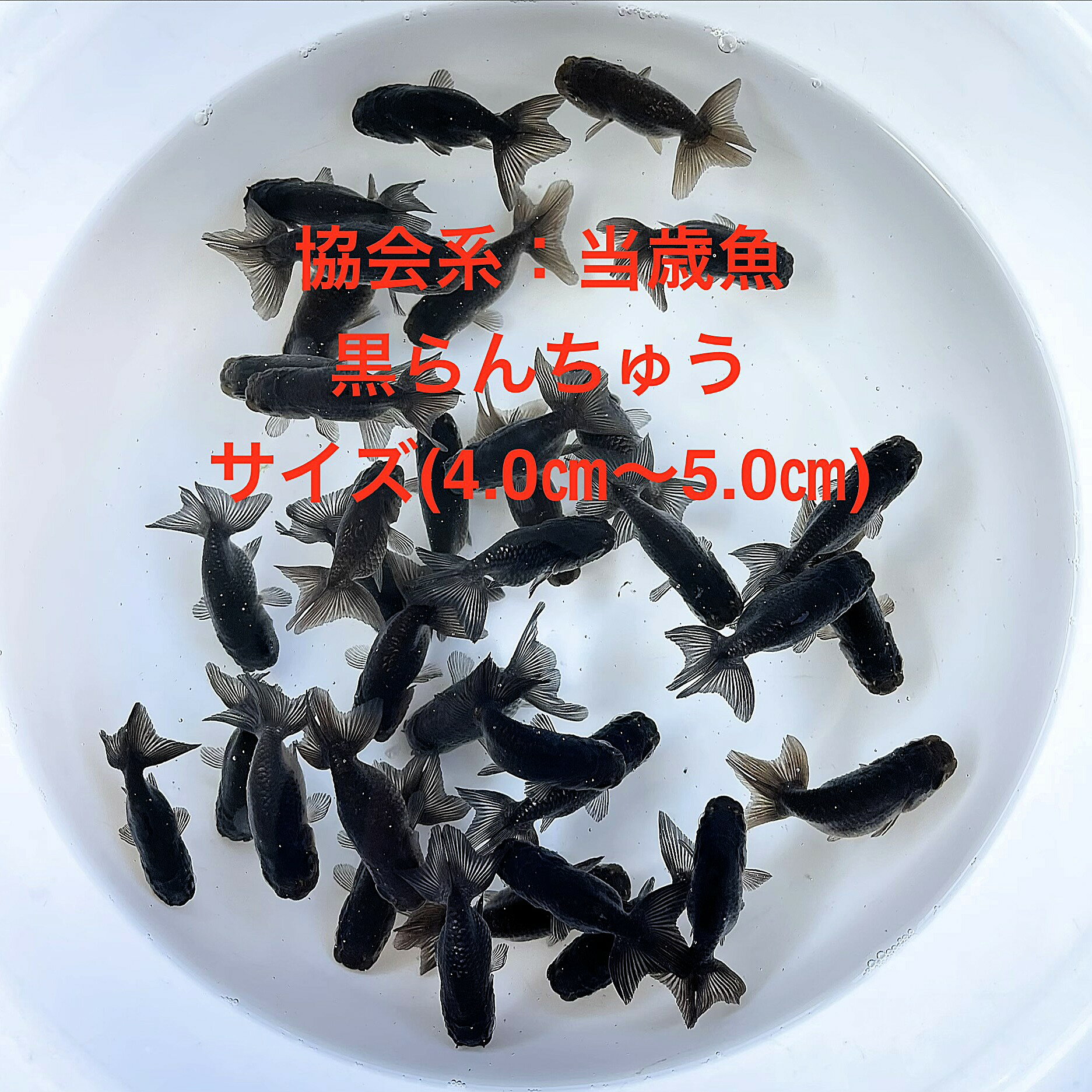 ������в٢����������夦������ϡ����е�����ʪ�в١���������ڲ������椫�顧5ɤ���åȡۥ�����(4.0cm��5.0cm) ������12:00�ޤǤ���ʸ��������...