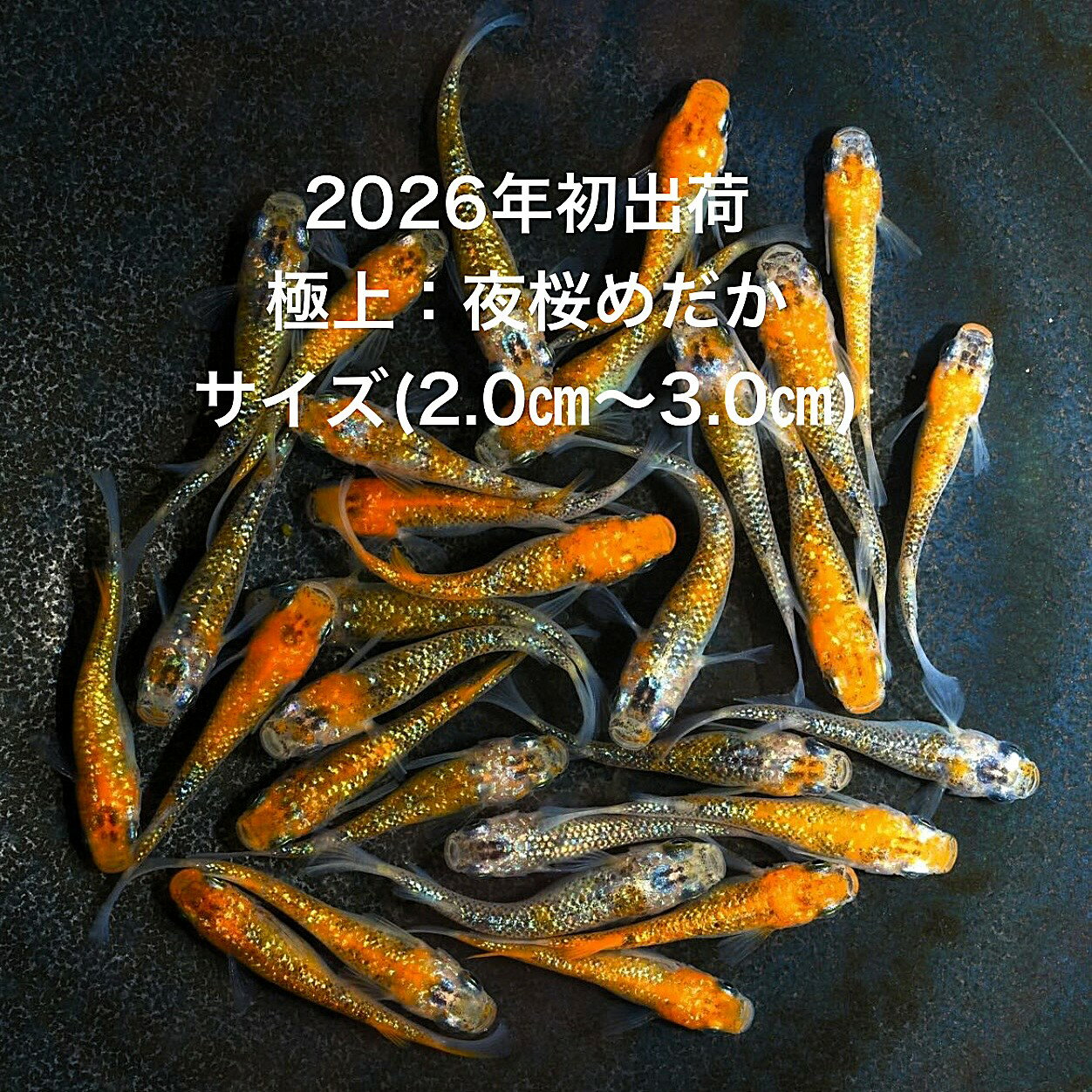 ���������2026ǯ��в٢����ǿ���������������˾���Ρ�¿�����ϡ���ƥ��饹��������������3�ڥ����åȡۥ�����ML(2,0cm��3,0cm)��������12:...