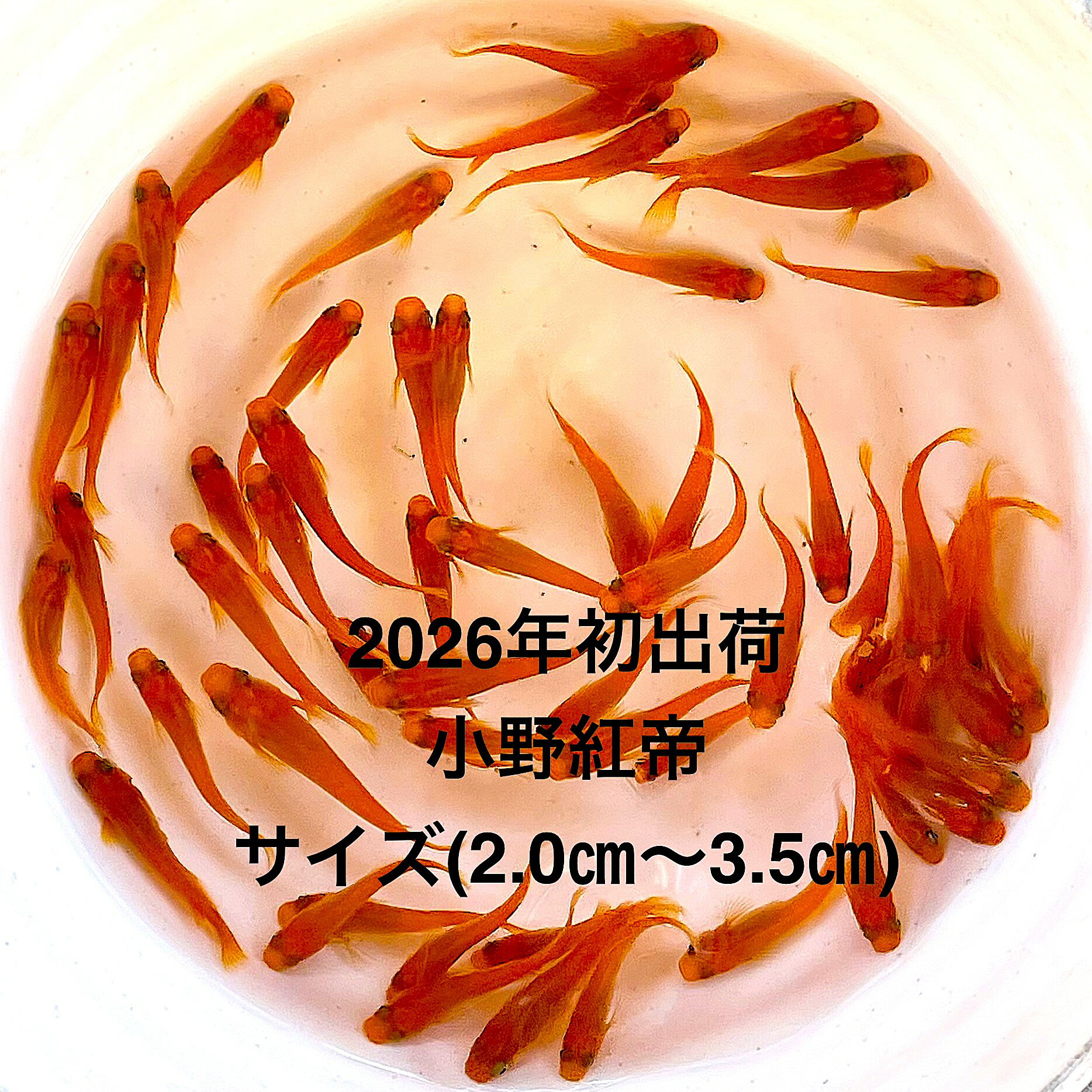 ●※めだか2026年初出荷※●最新世代★極上固体★レッド系★種親クラス★【小野紅帝：3ペアセット】サイズML(2.0cm～3.0cm）●●※12:00までの注文で翌日お届け※●●