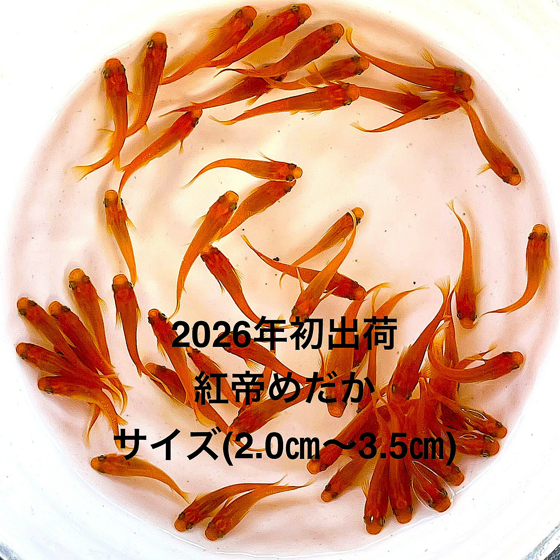 樂天商城 - ●※めだか2026年初出荷※●最新世代★極上固体★レッド系★種親クラス★【紅帝：5ペアセット】サイズML(2.0cm～3.0cm）●●※12:00までの注文で翌日お届け※●●