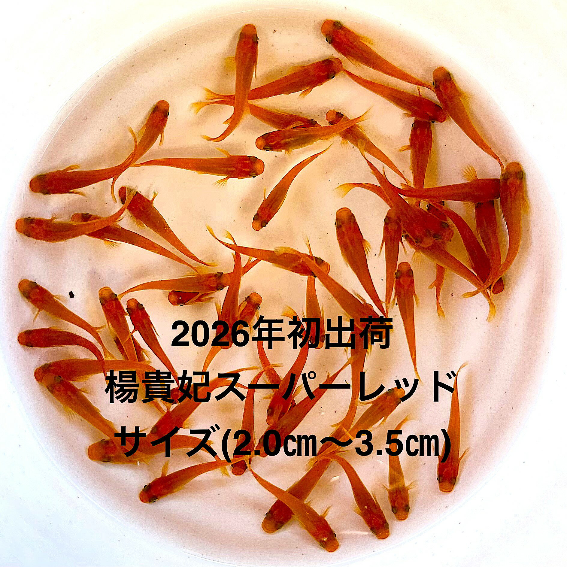 樂天商城 - ●※めだか2026年初出荷※●最新世代★極上固体★レッド系★種親クラス★【楊貴妃スーパーレッド：5ペアセット】サイズML(2.0cm～3.0cm）●●※12:00までの注文で翌日お届け※●●