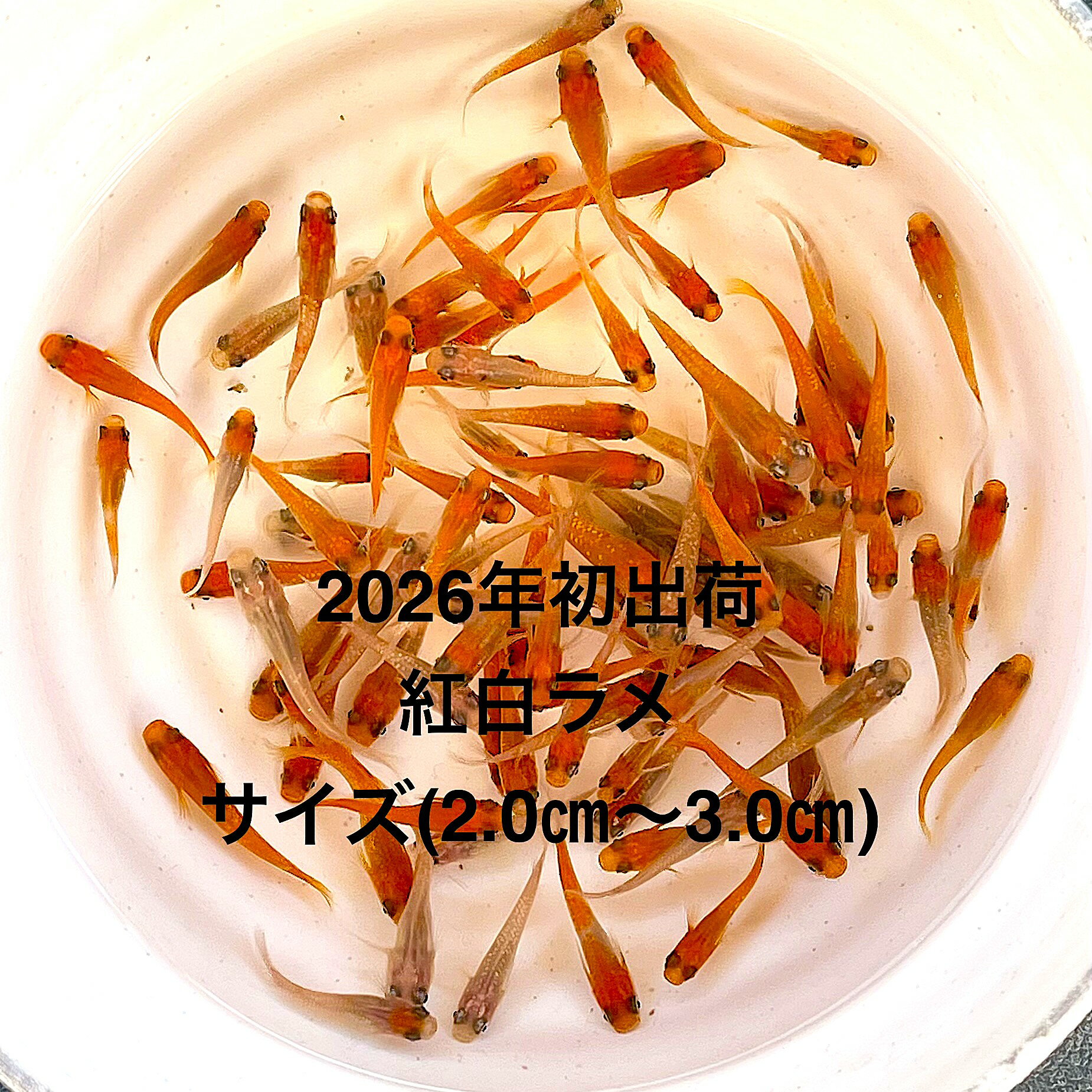 ●※めだか2026年初出荷※●新種...