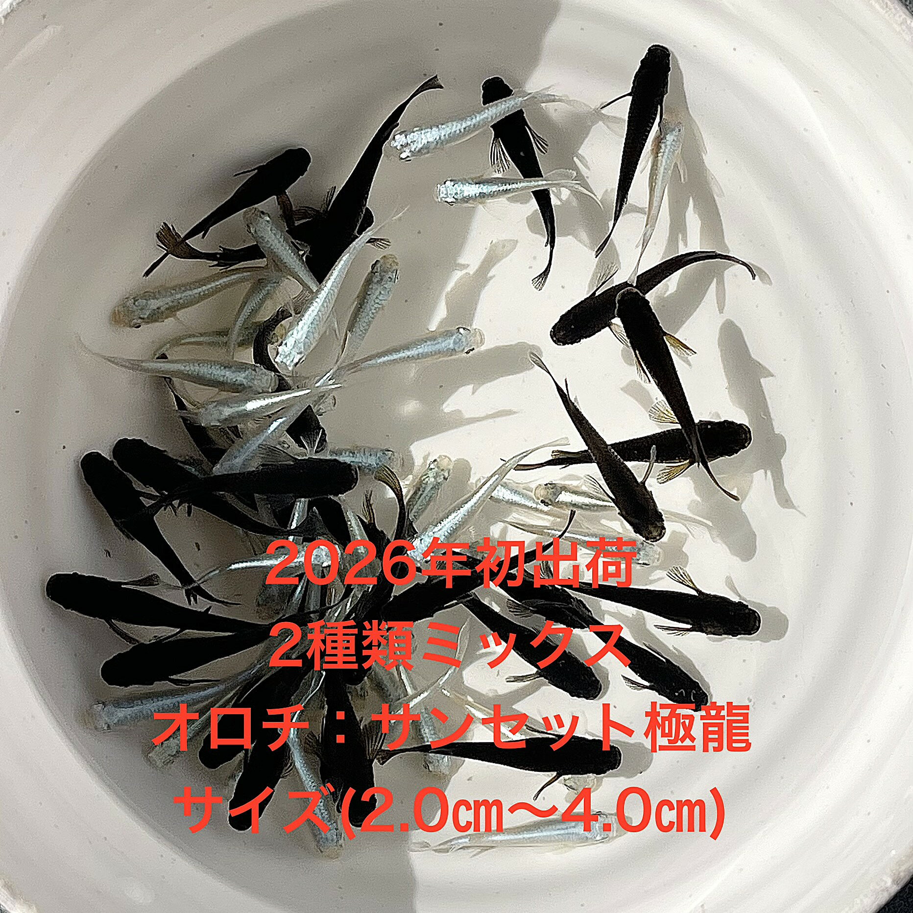 ●●サービス価格●●※めだか2026年初出荷※●普通めだか★2種類ミックス★極上個体★ランダム：オロチ10匹・サンセット極龍10匹★【2種類ミックス：20匹セット】サイズML(20cm〜4.0cm)・ ●●※12:00までの注文で翌日お届け※●●