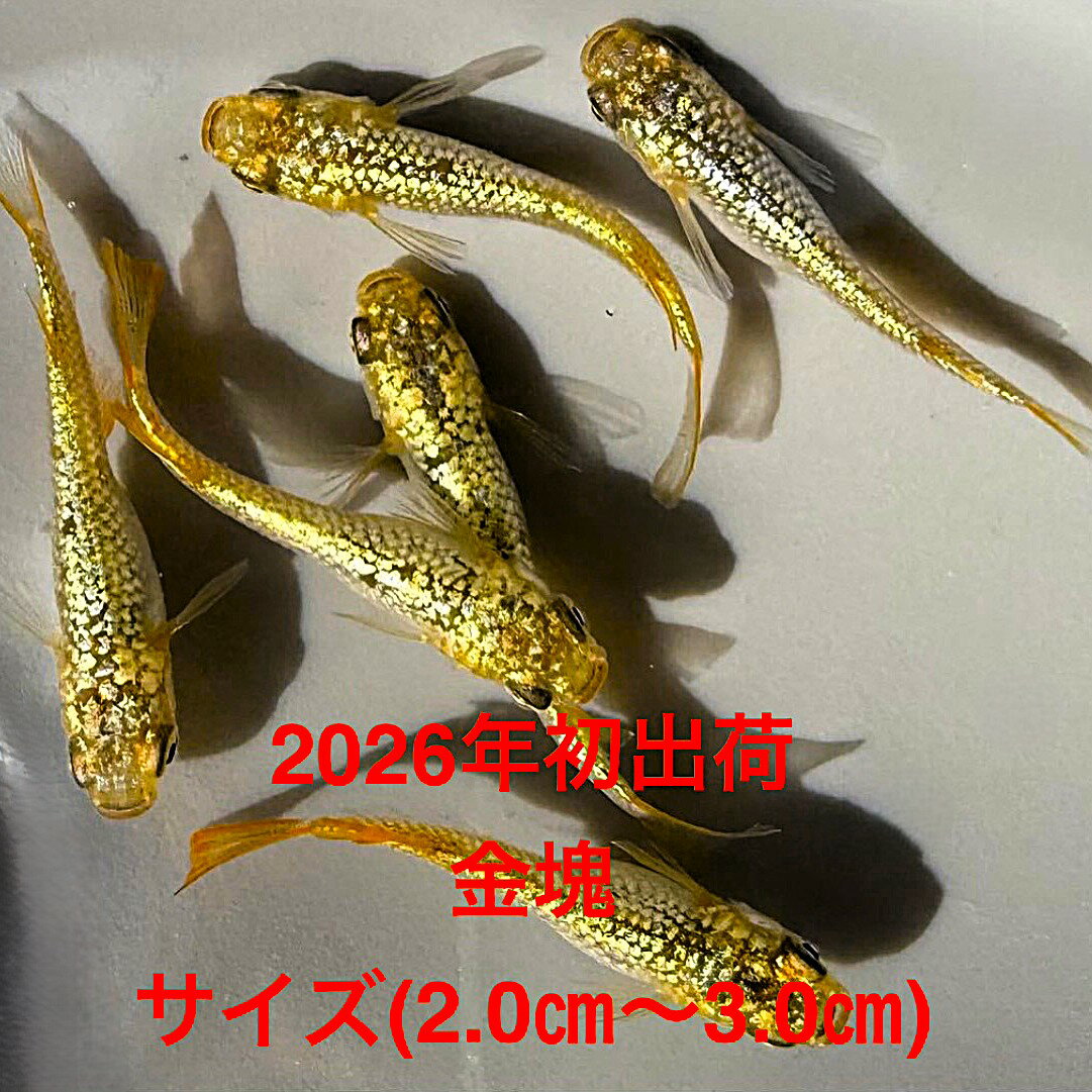 楽天市場】メダカ シャンパンゴールドの通販