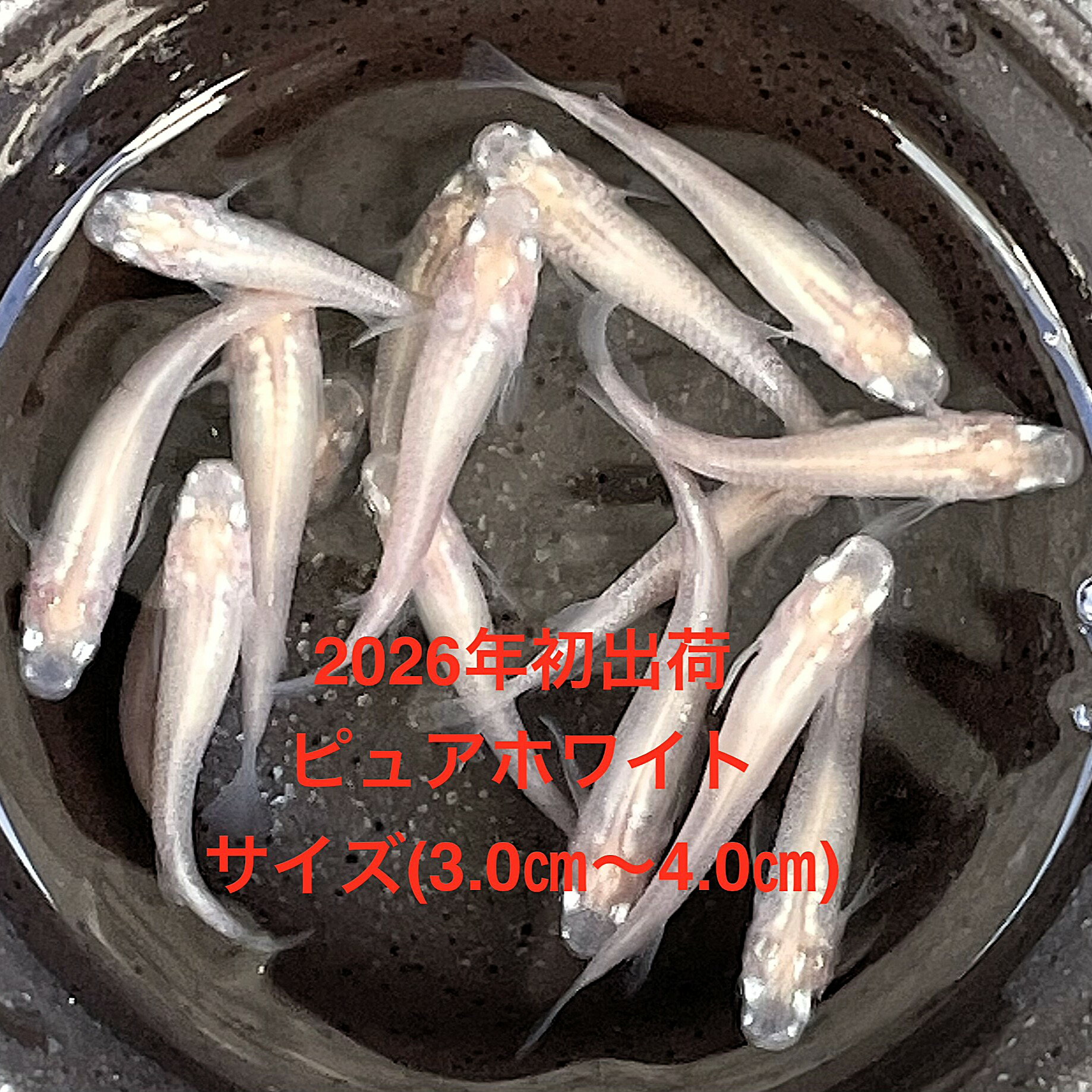 商品画像1