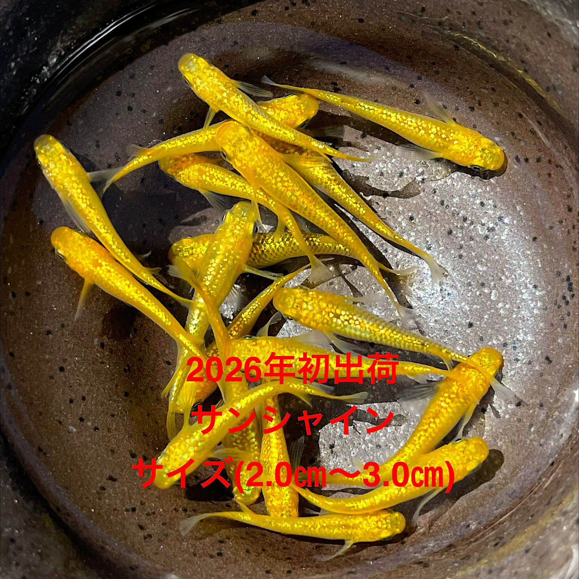 樂天商城 - ●※めだか2026年初出荷※●新種●最新世代★極上固体★ゴールド系★種親クラス★【サンシャイン：5ペアセット】サイズML(2,0cm～3,0cm)。●●※12:00までの注文で翌日お届け※●●