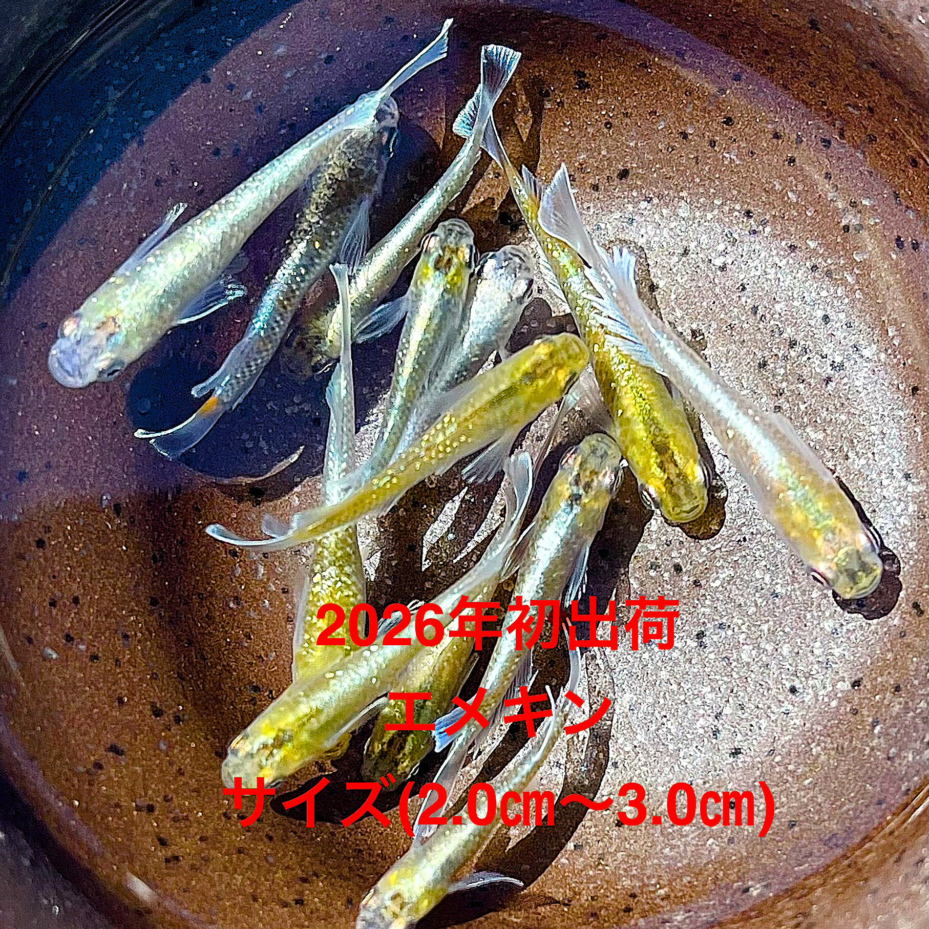 ●※めだか2026年初出荷※●新種...
