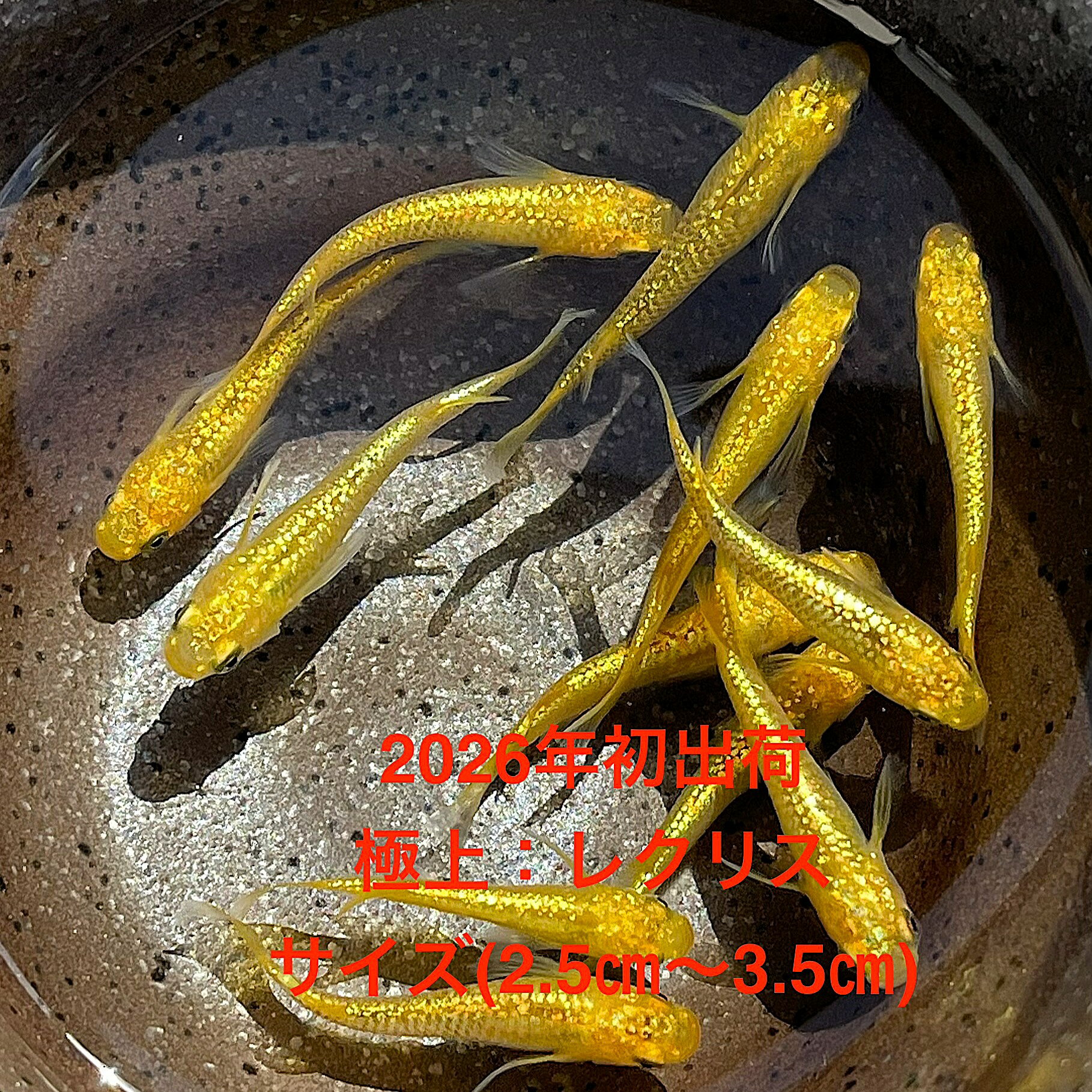 樂天商城 - ●※めだか2026年初出荷※●最新世代★極上固体★ゴールド系★種親クラス★【レクリス：3ペアセット】サイズML(2.0cm～3.0cm）●●※12:00までの注文で翌日お届け※●●