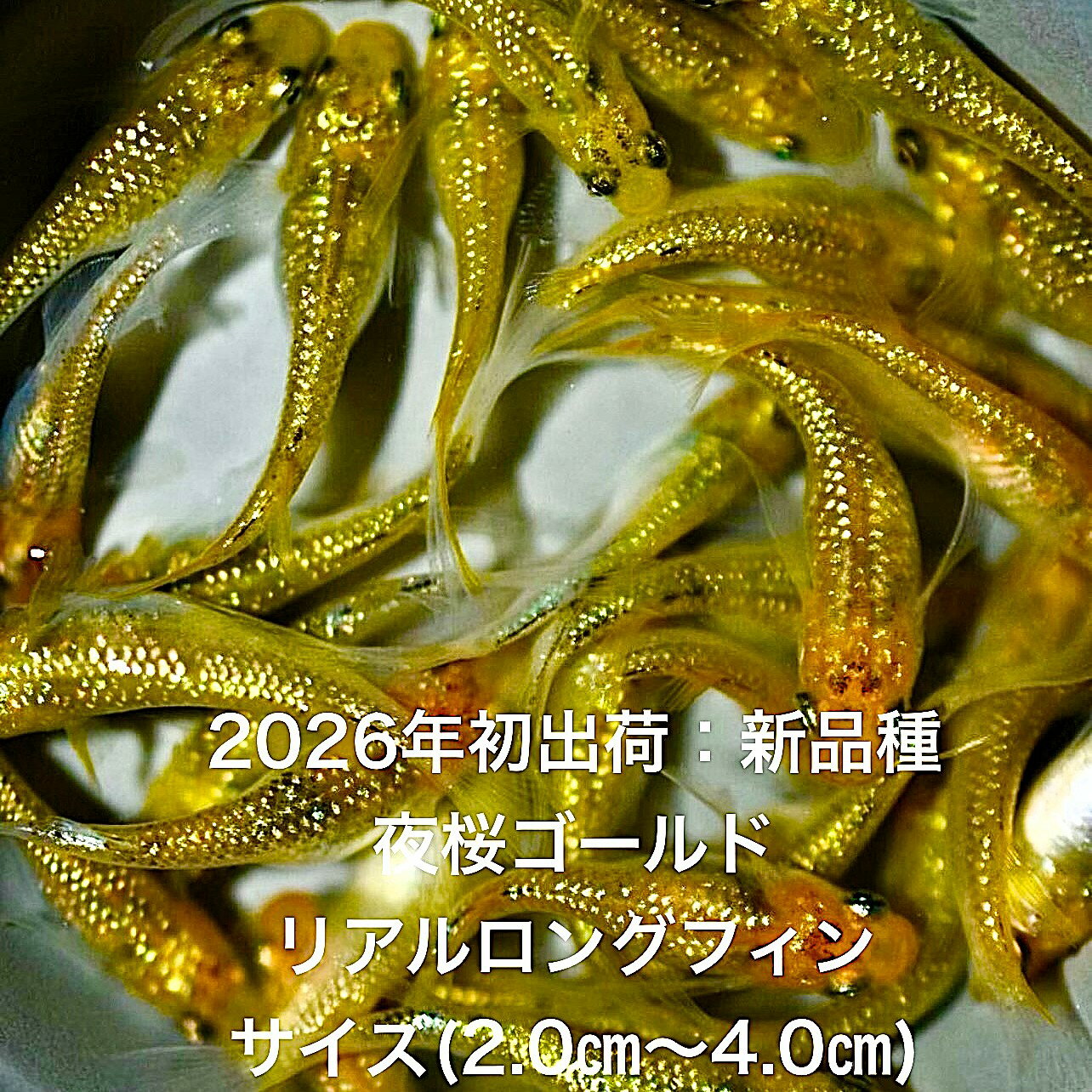 商品画像2