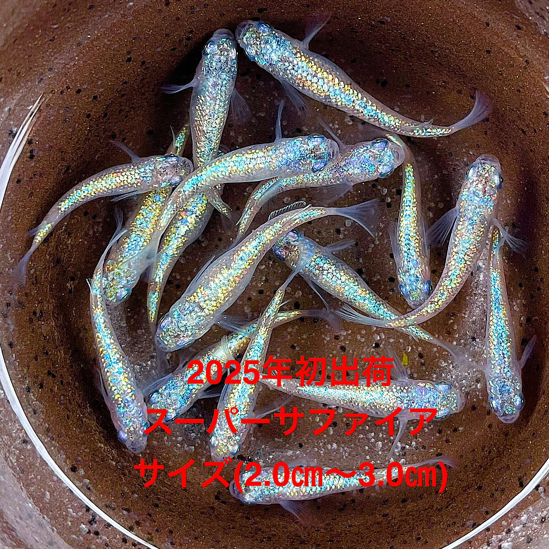 樂天商城 - ●※めだか2026年初出荷※●最新世代★極上固体★超ブルー系★種親クラス★特上★【スーパーサファイア：5ペア】(10匹セット）サイズML(2.0cm～3.0cm）●●※12:00までの注文で翌日お届け※●●