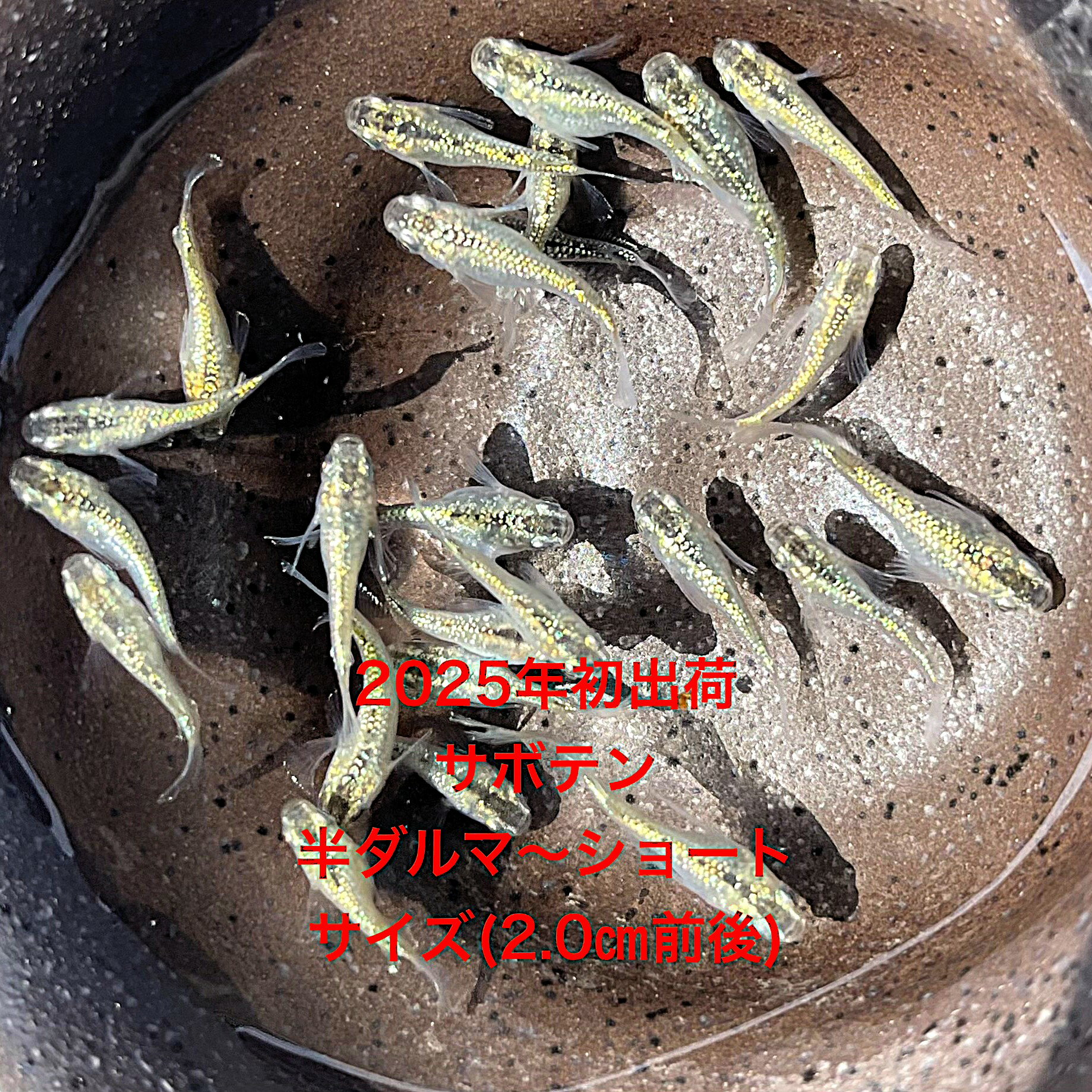 商品画像1